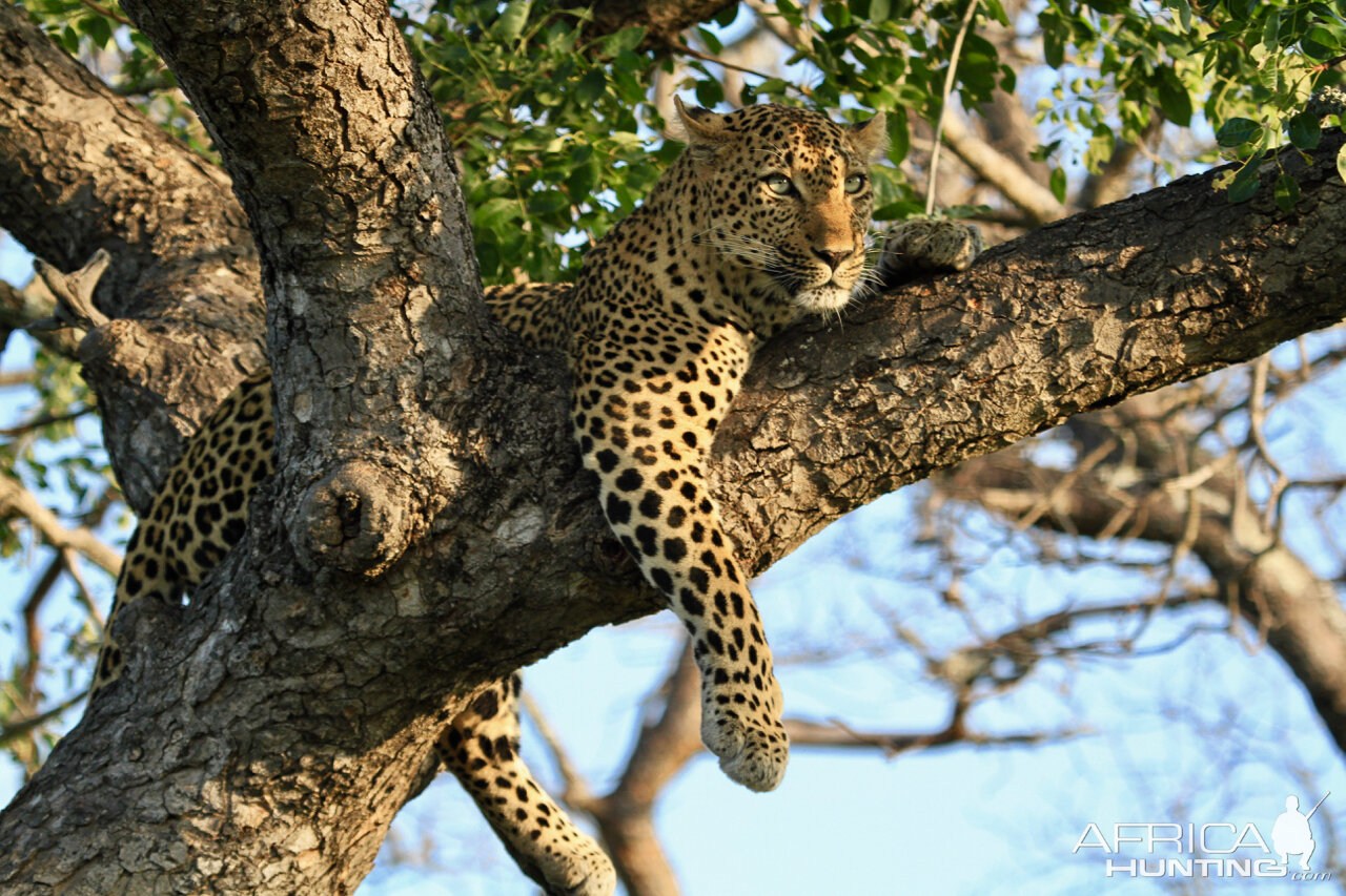 Leopard on Photo Safari in South Africa