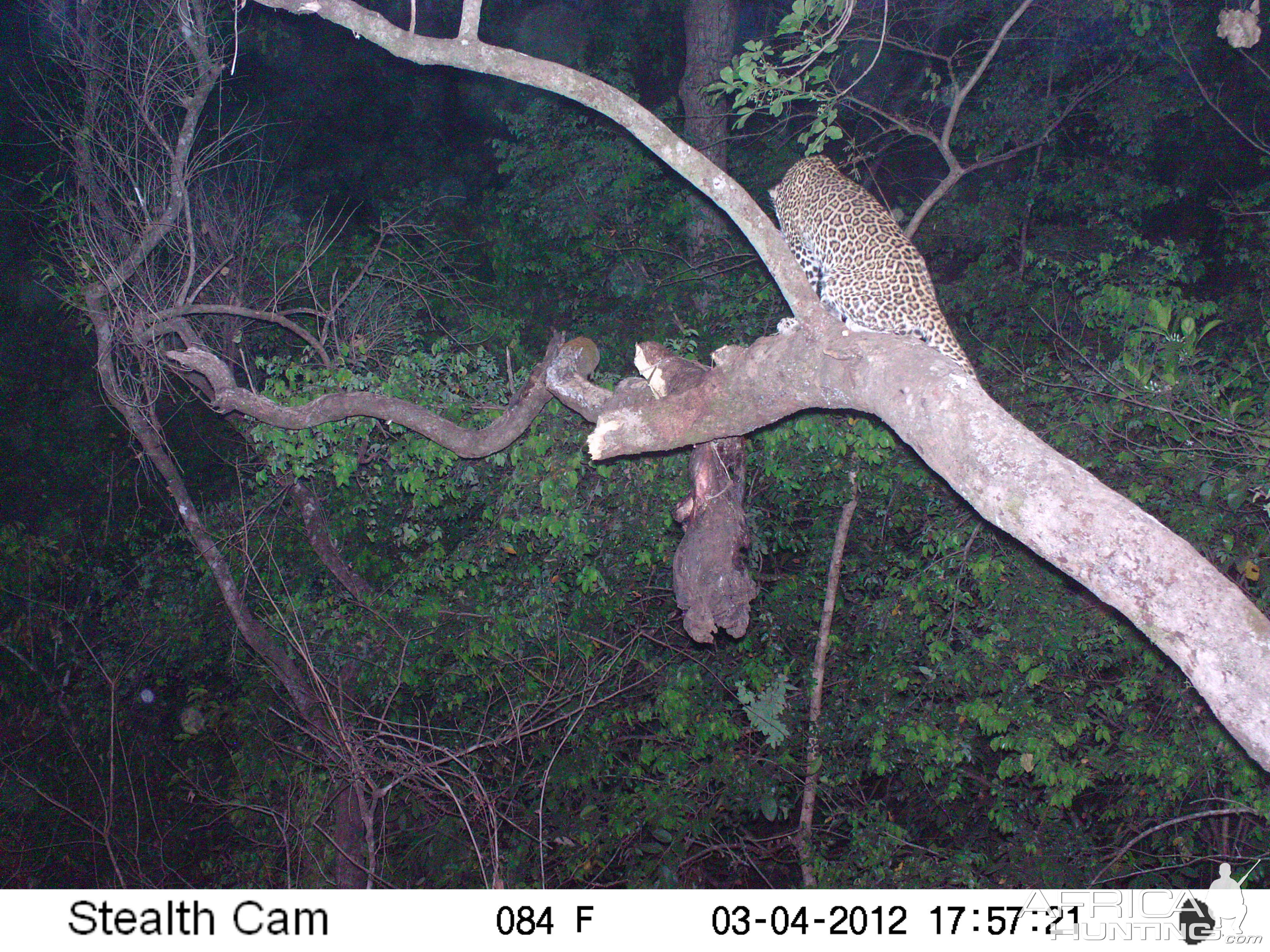 Leopard on Trail Camera