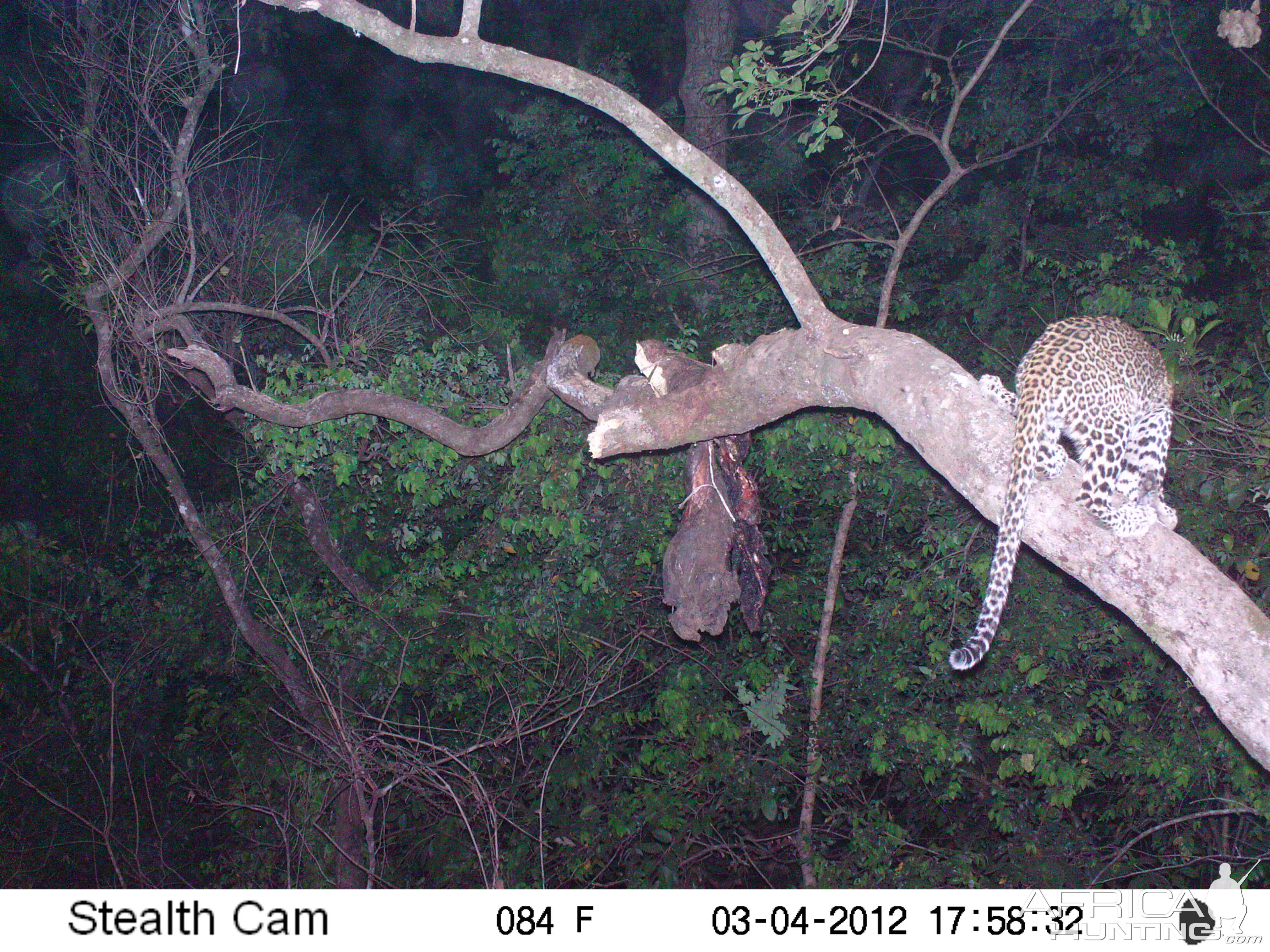 Leopard on Trail Camera