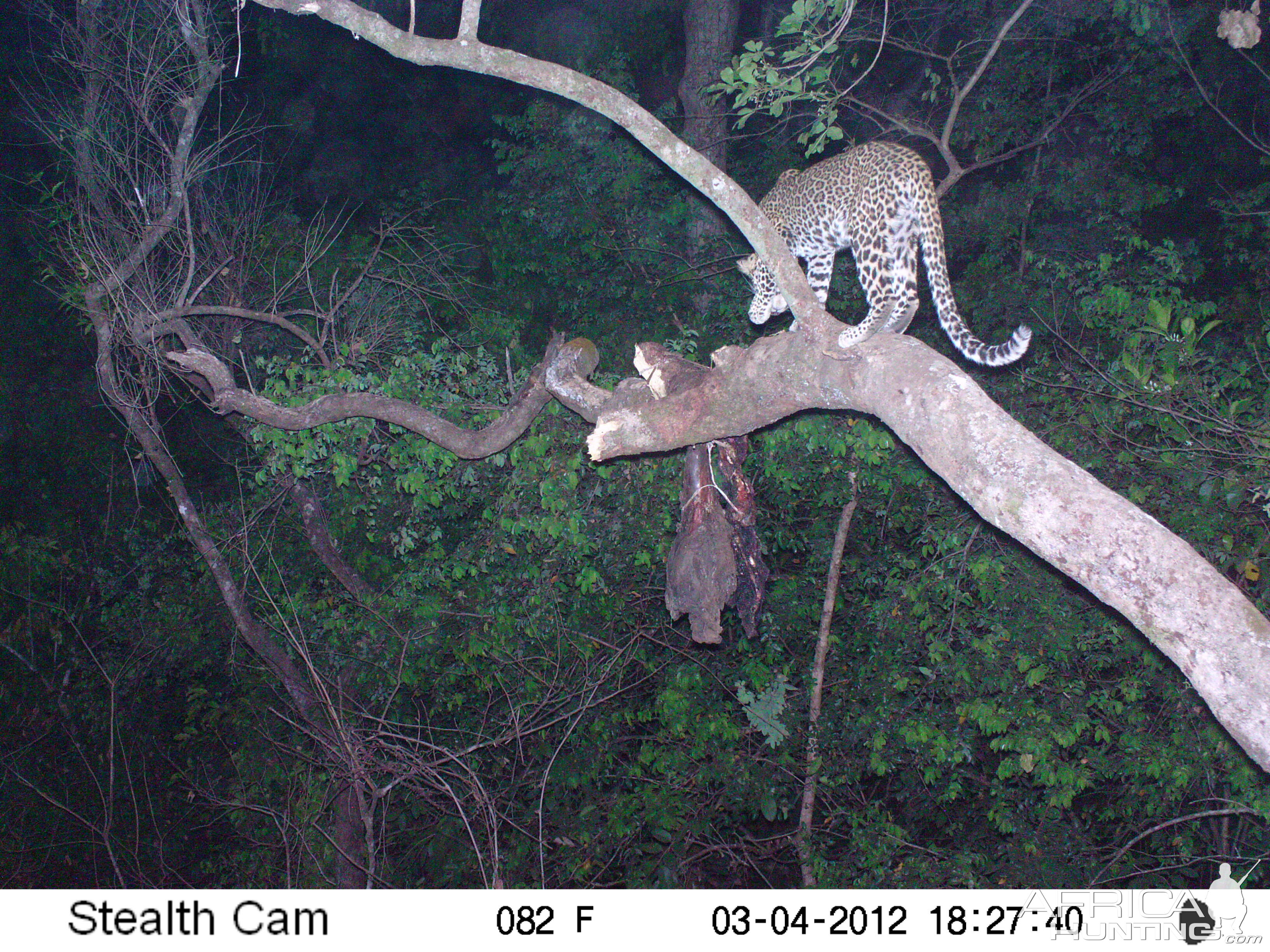 Leopard on Trail Camera