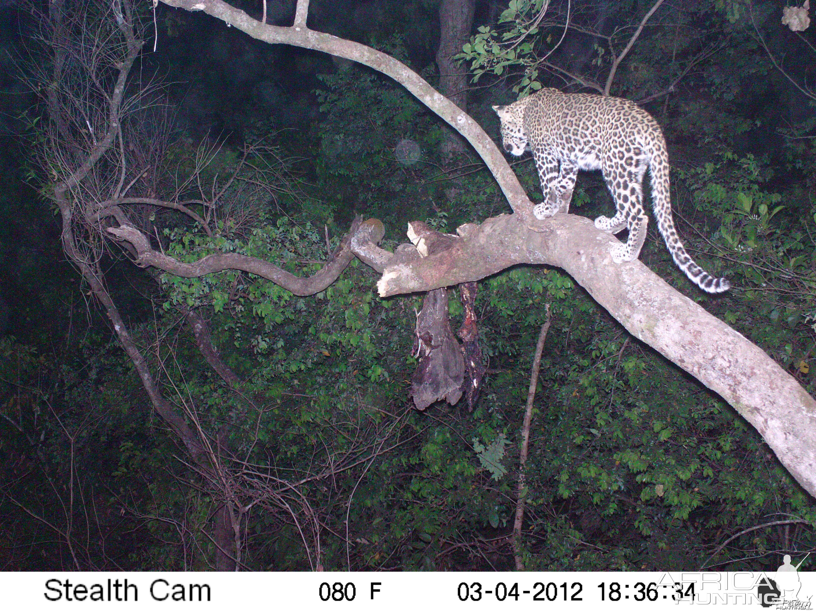 Leopard on Trail Camera