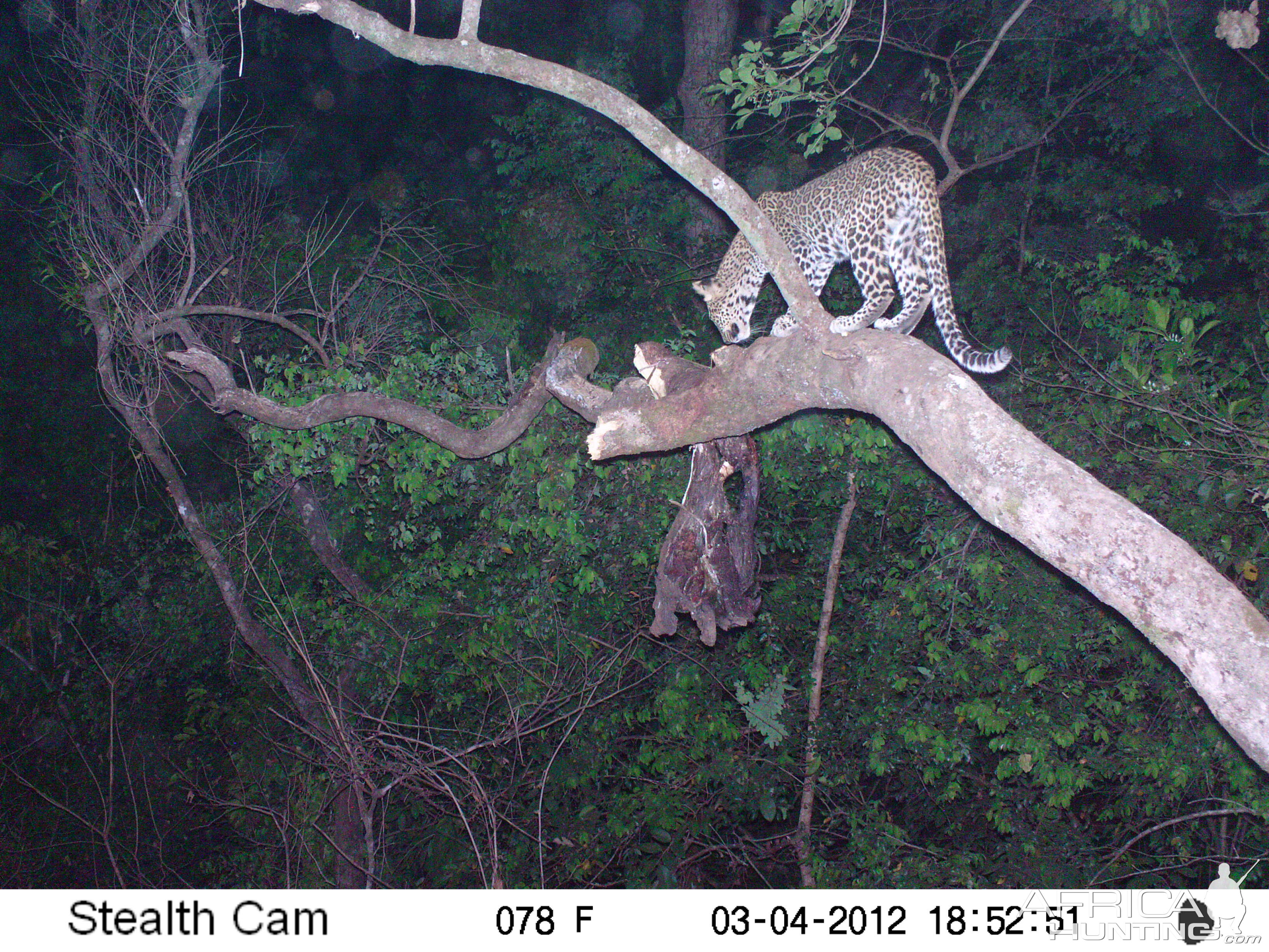 Leopard on Trail Camera