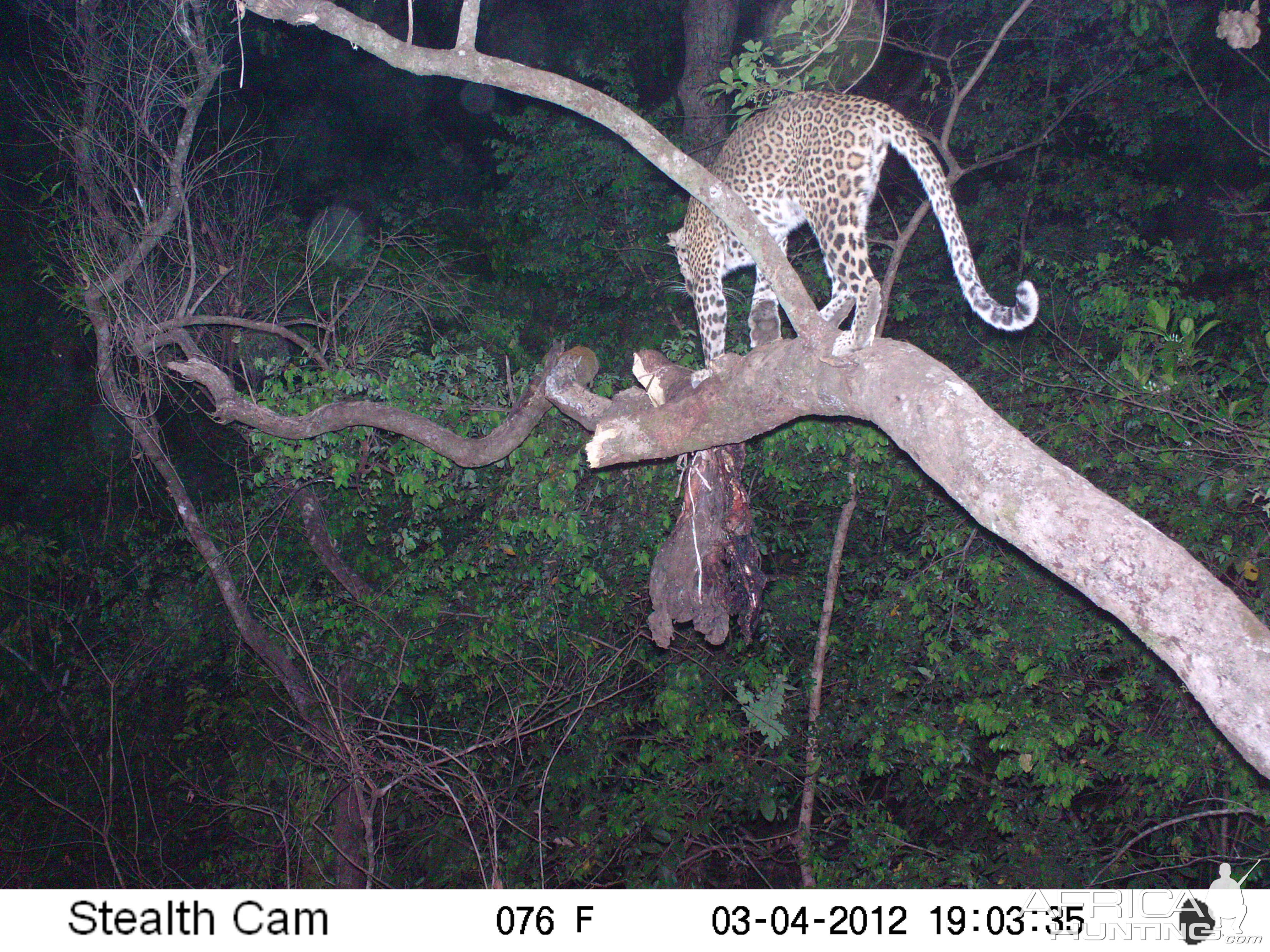 Leopard on Trail Camera