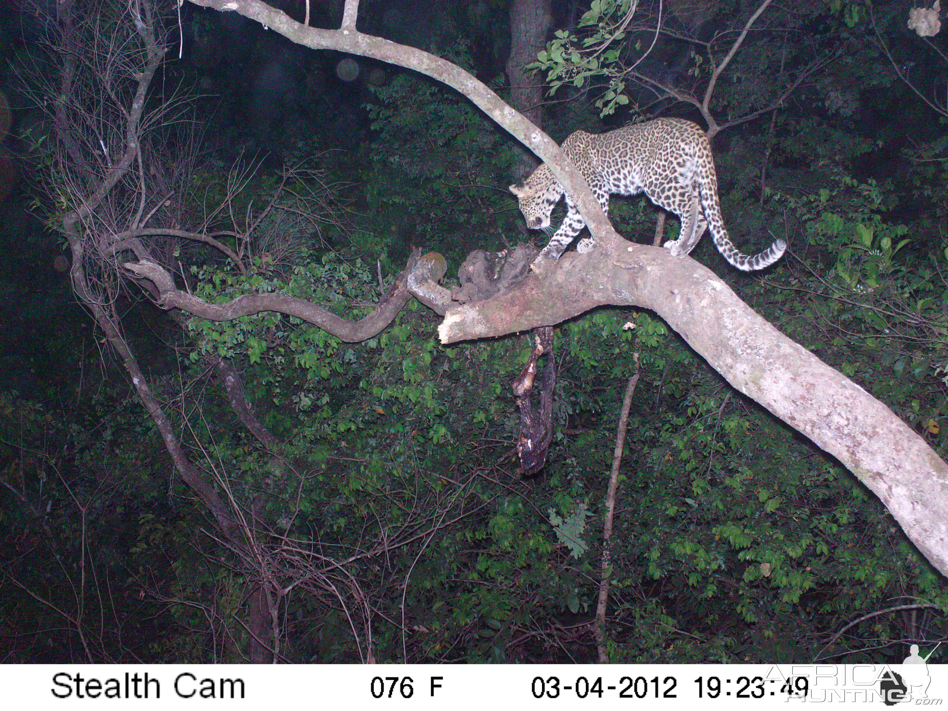 Leopard on Trail Camera