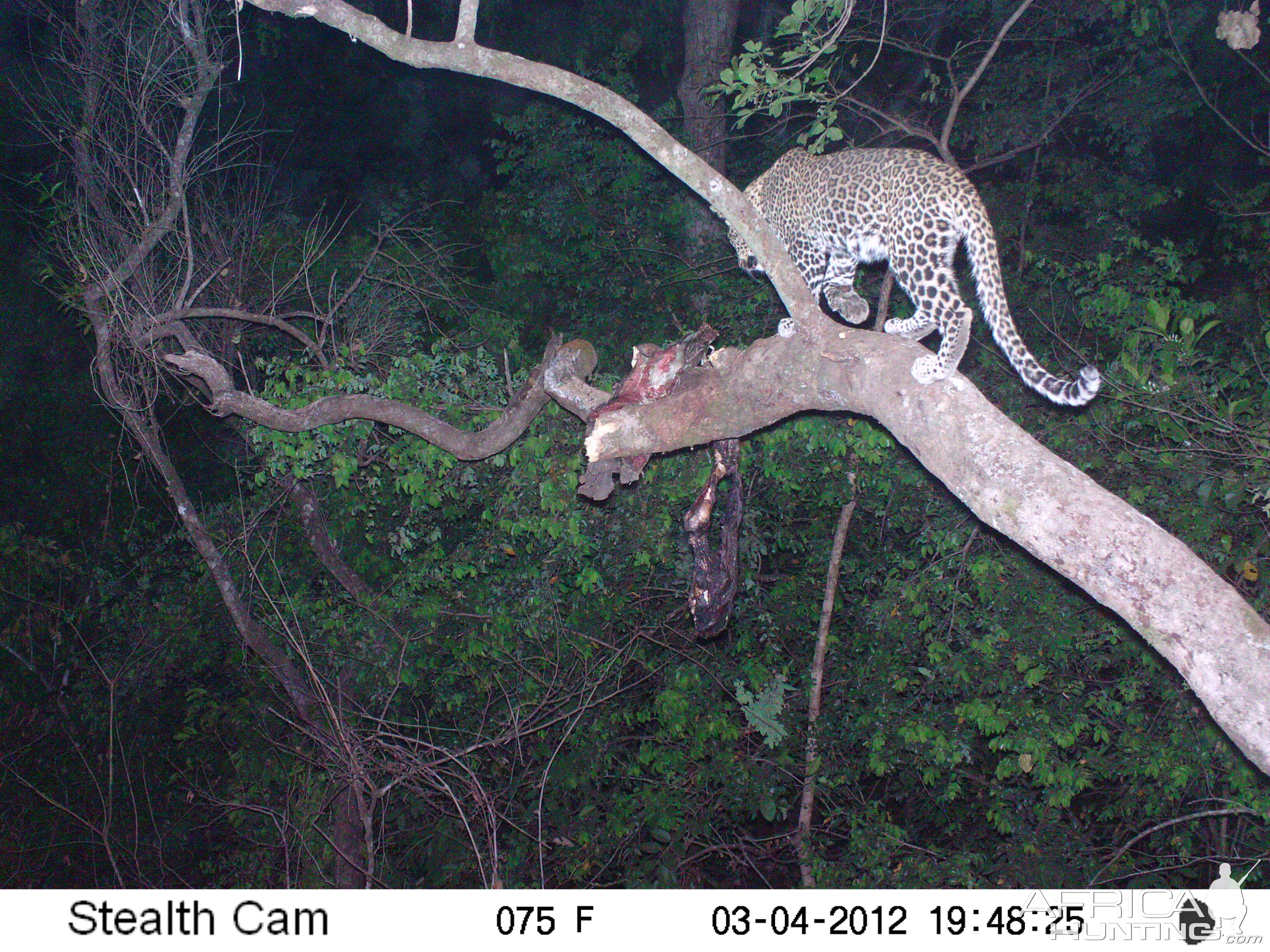 Leopard on Trail Camera