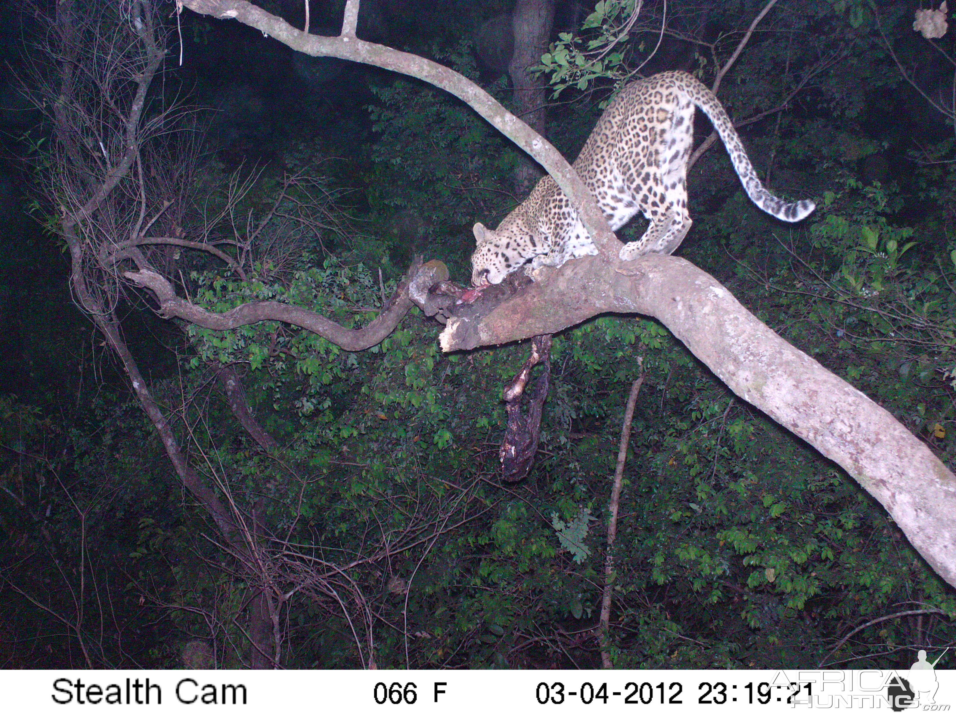 Leopard on Trail Camera