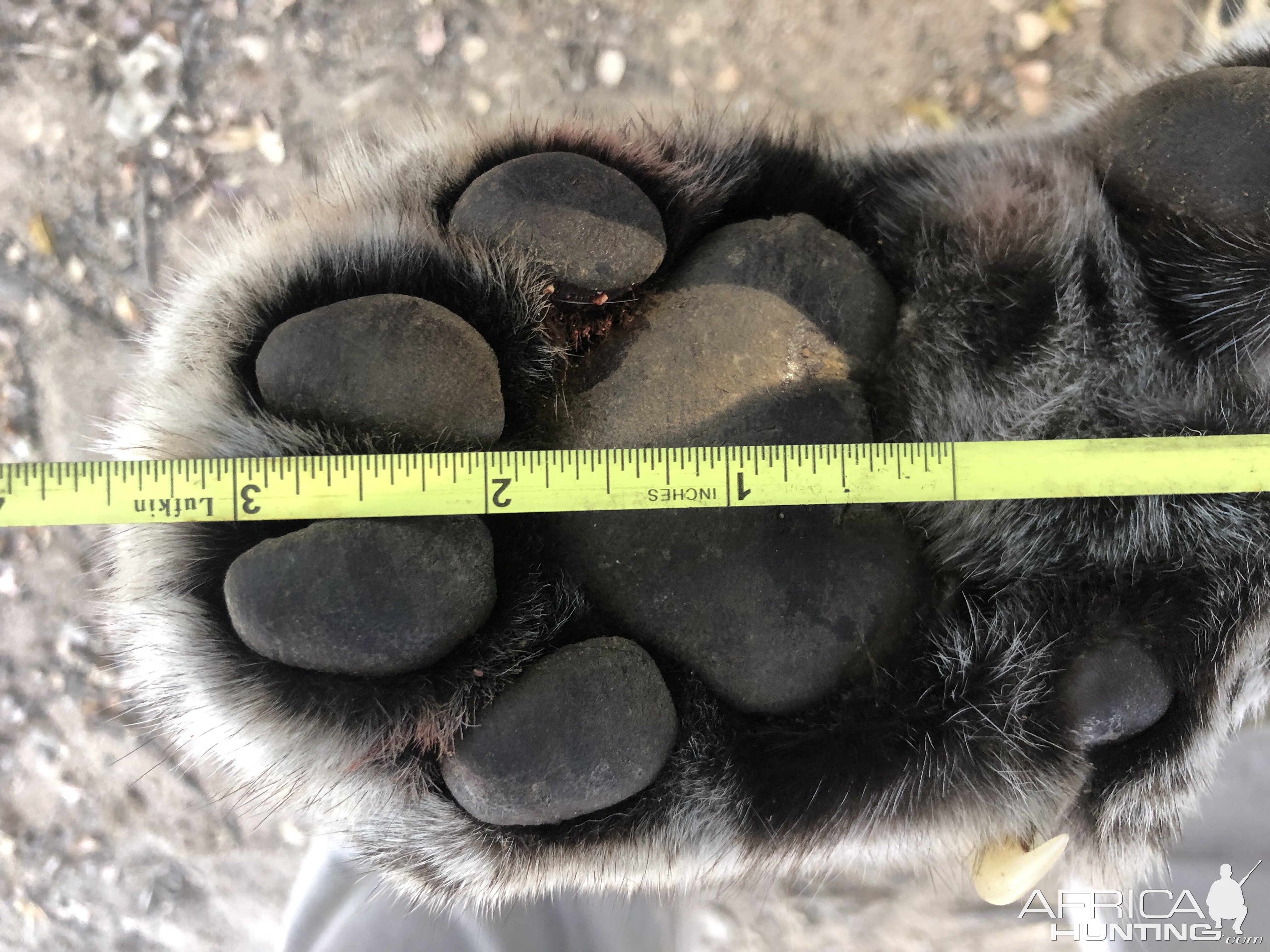 Leopard Paw Zimbabwe