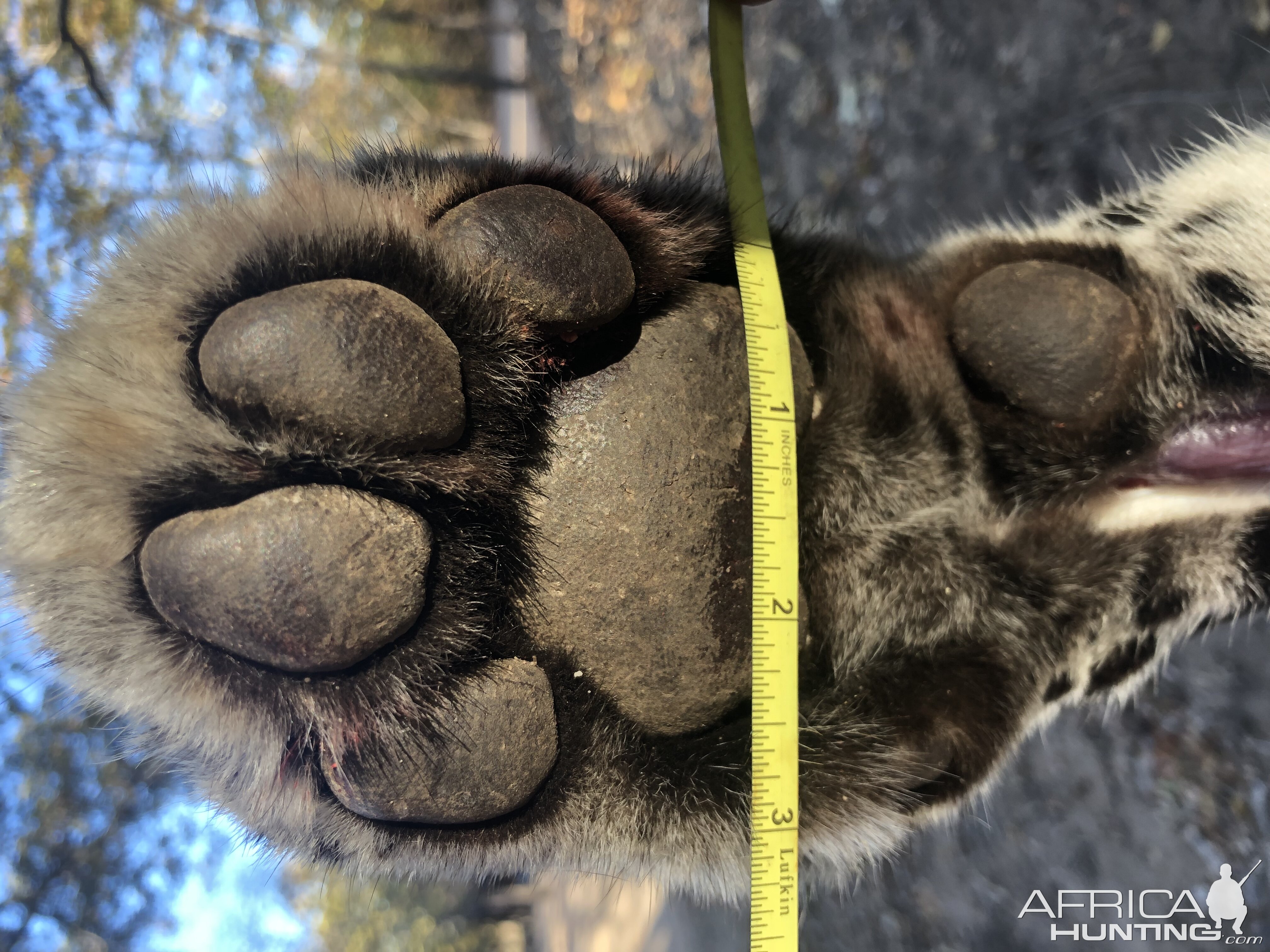 Leopard Paw Zimbabwe