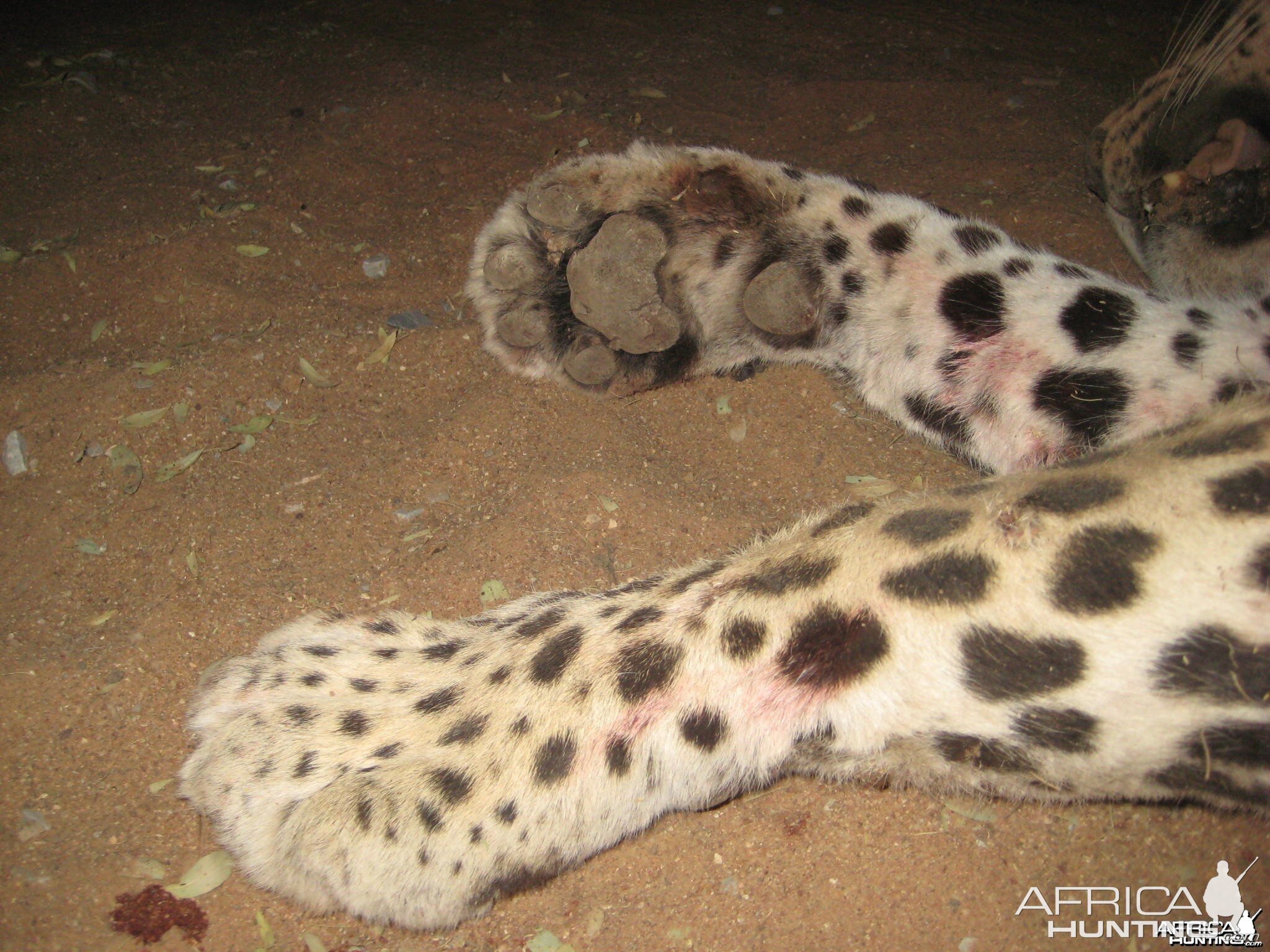 Leopard paw