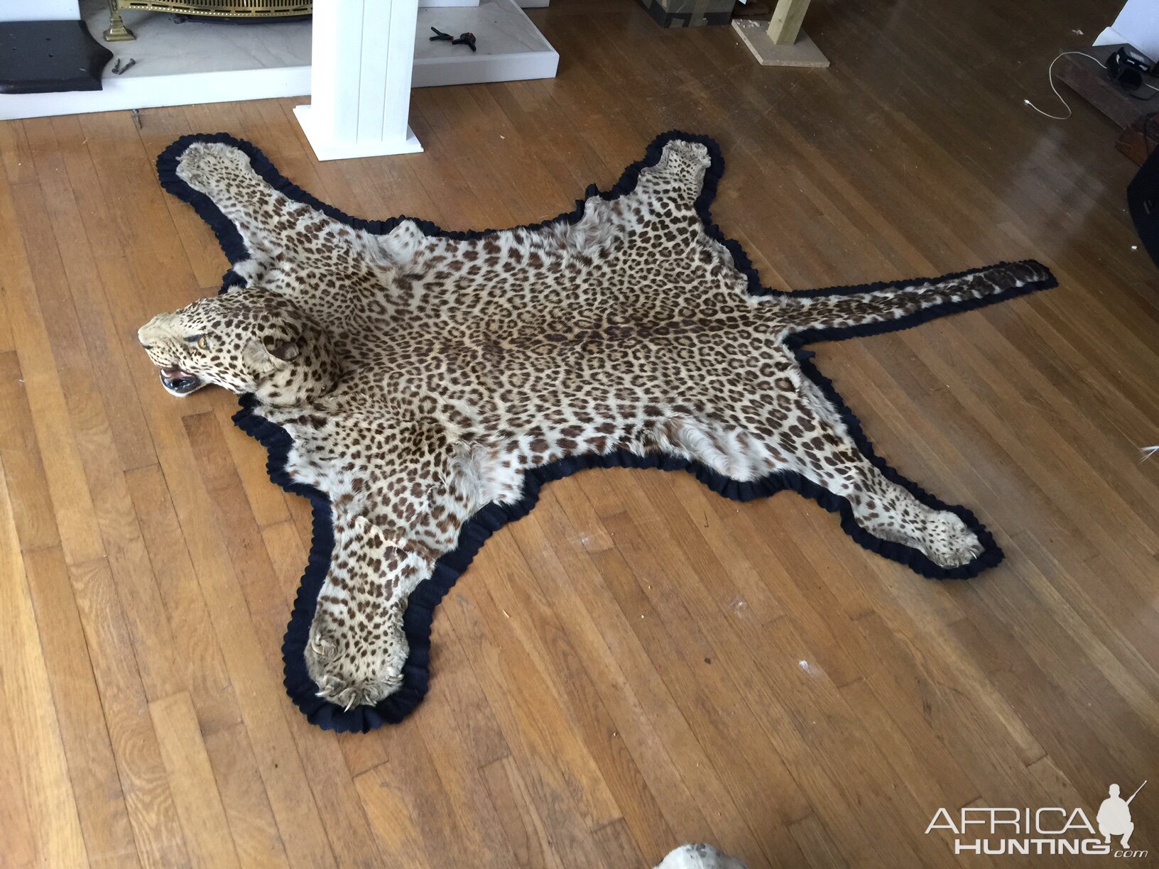 Leopard Skin Rug Taxidermy