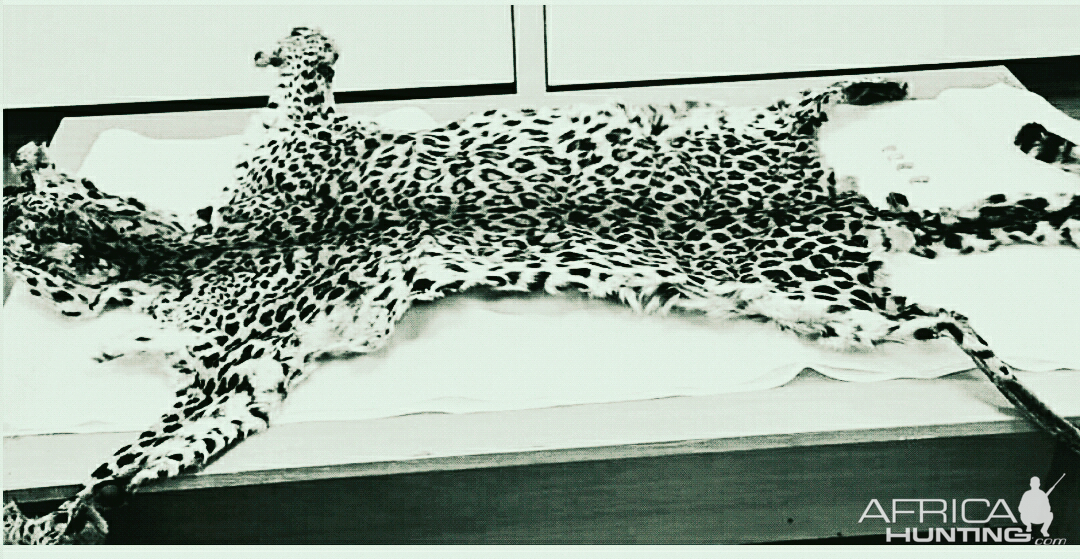 Leopard Skin