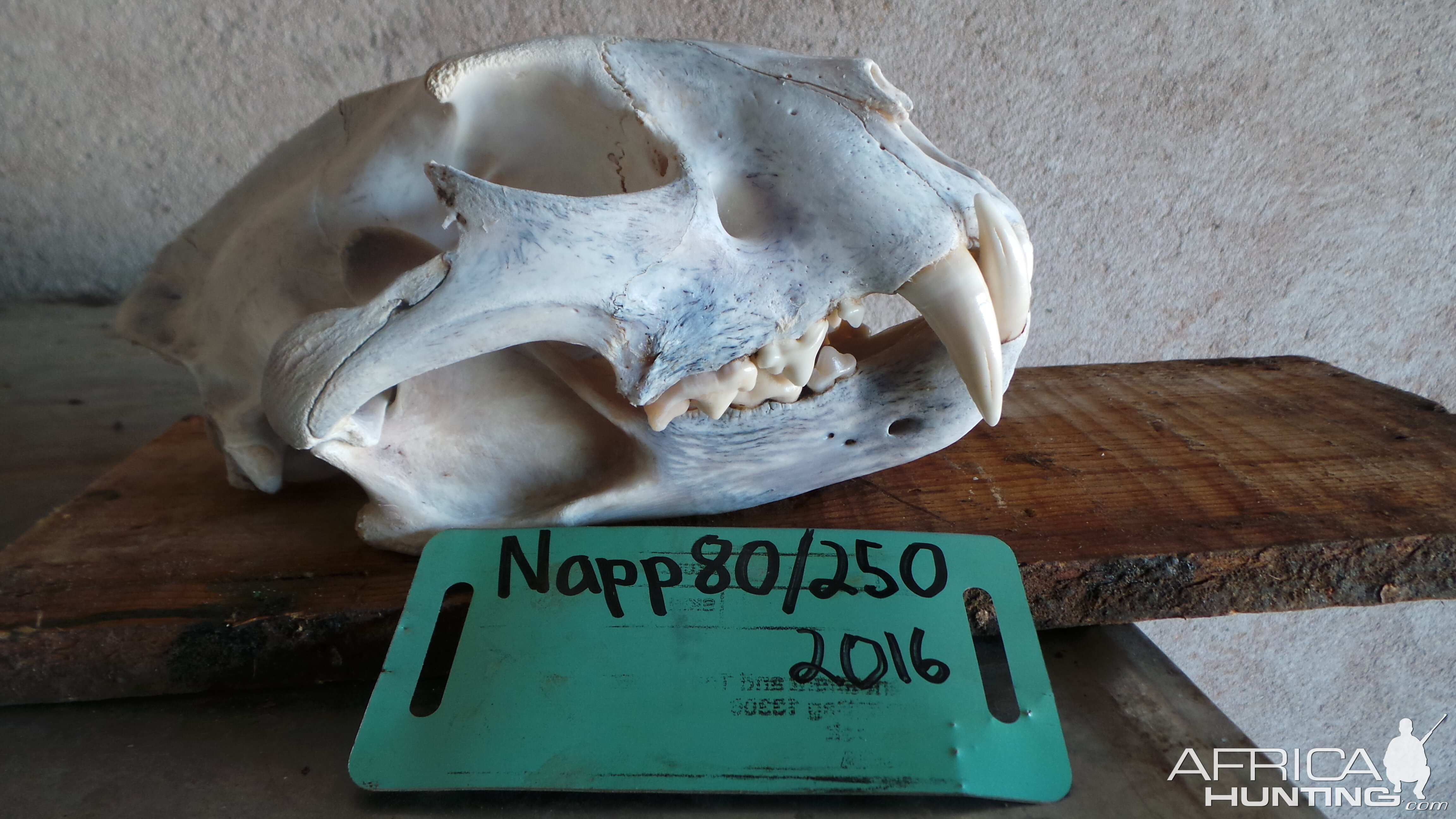 Leopard Skull Namibia