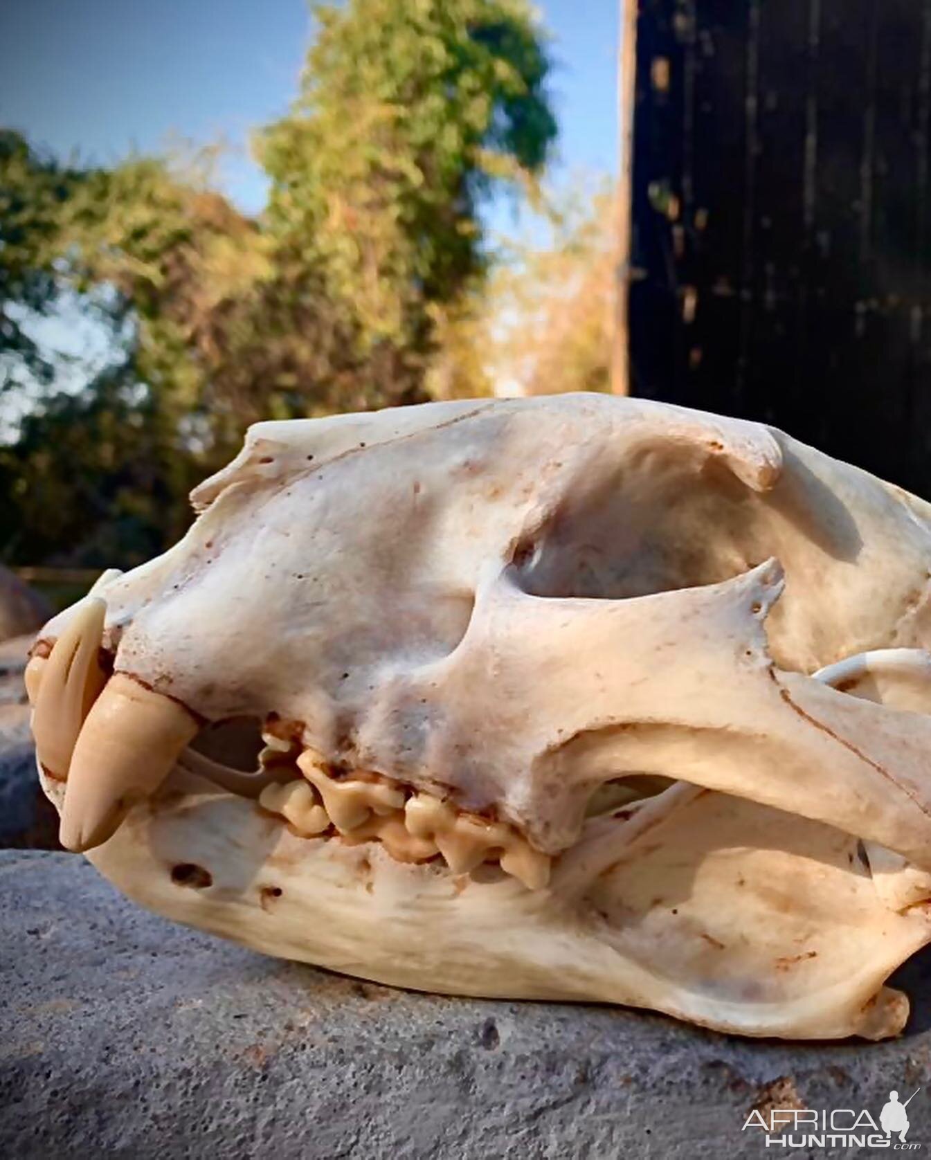 Leopard skull