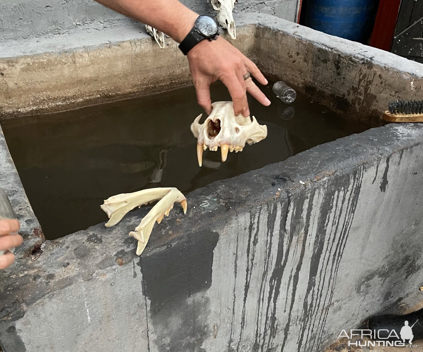 Leopard skull