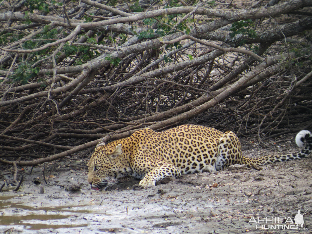 Leopard South Africa Bos en Dal Safaris