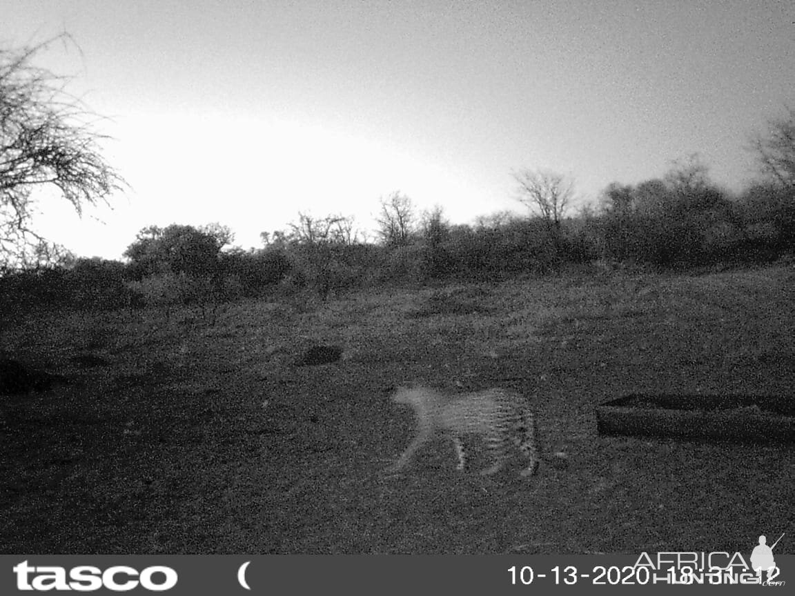 Leopard South Africa