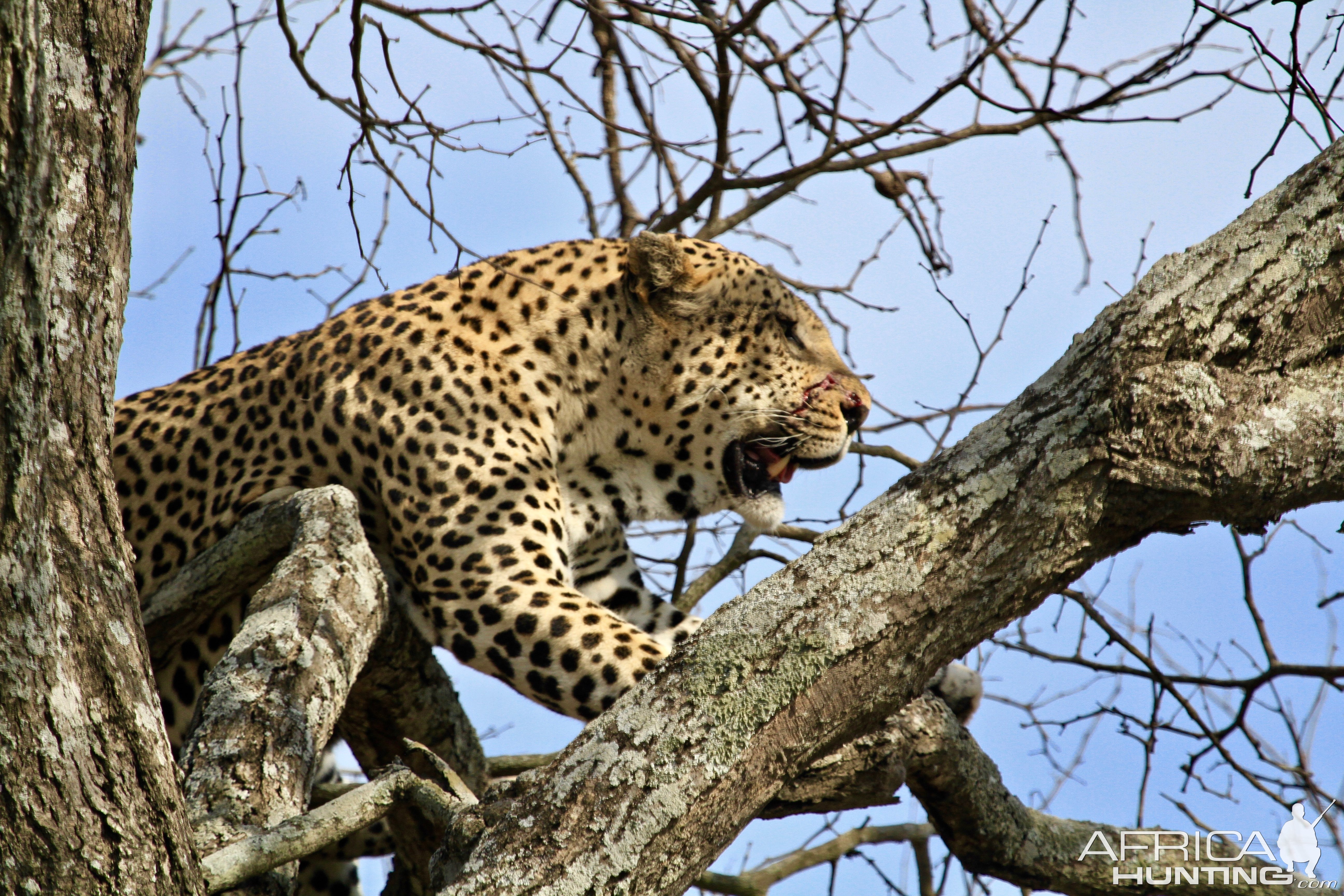 Leopard South Africa