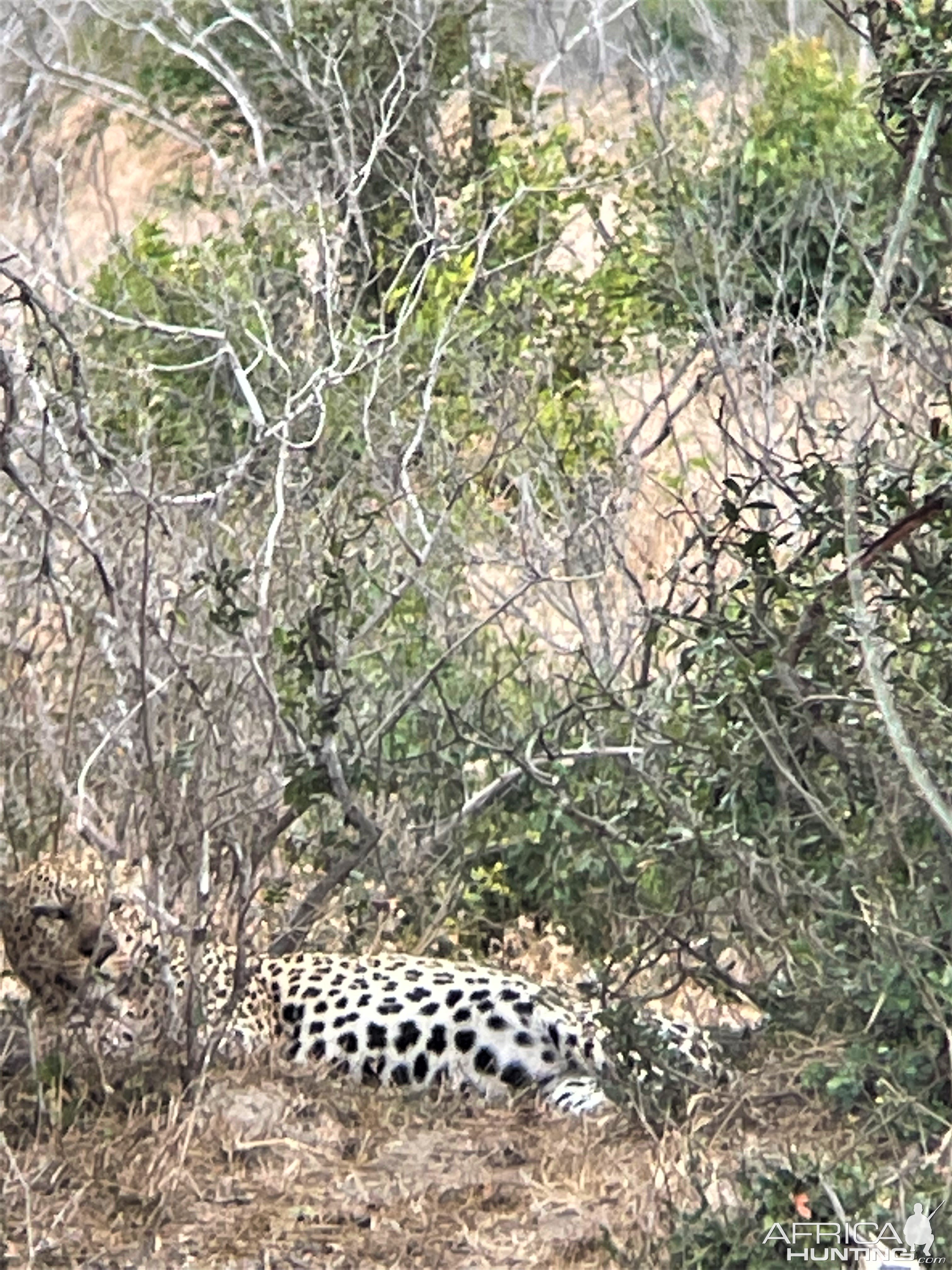 Leopard South Africa