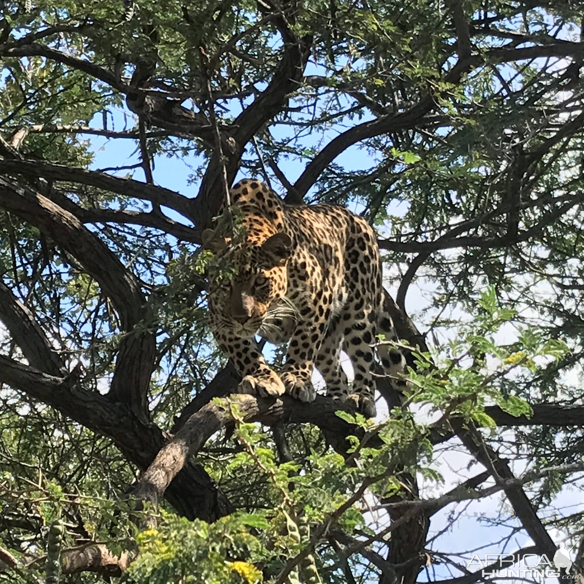 Leopard South Africa