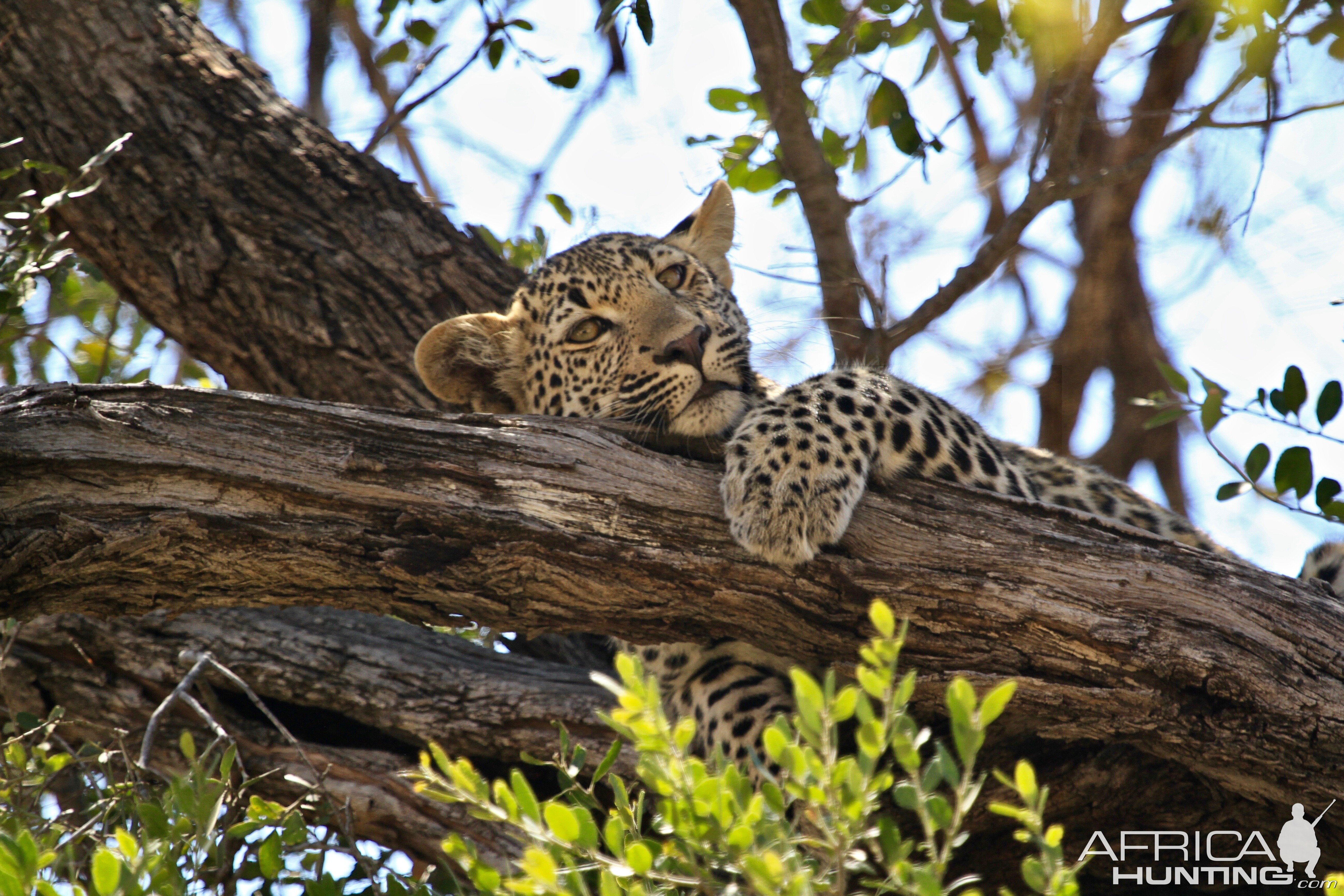 Leopard South Africa