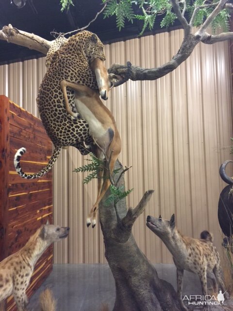 Leopard & Spotted Hyena Full Mount Taxidermy