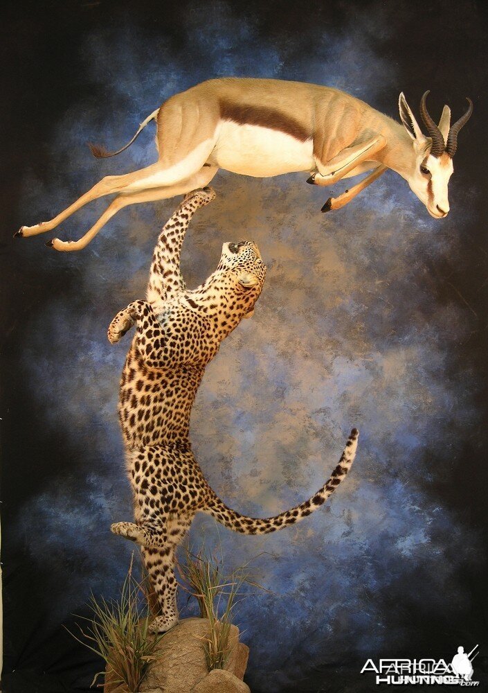 Leopard Springbok taxidermy scene by The Artistry of Wildlife