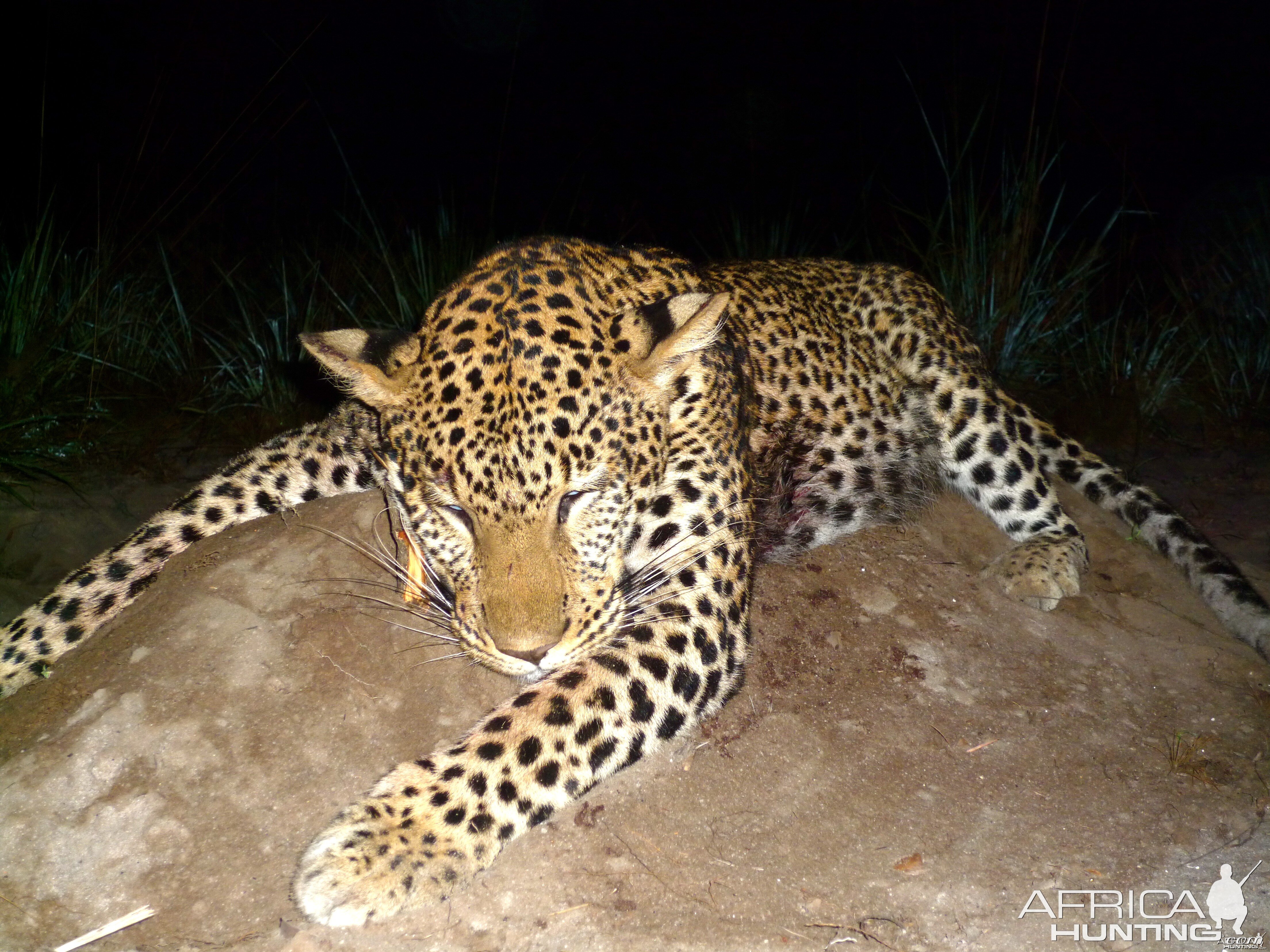 Leopard Taken in Coutada 11, Mozambique, June 2010