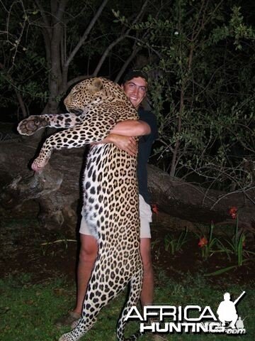 leopard taken in limpopo province. shot over bait just before sun set