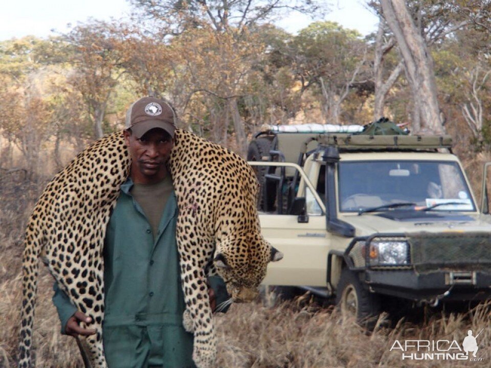 Leopard Tanzania  Hunting