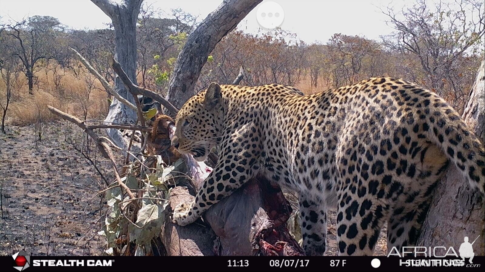 Leopard Tanzania Trail Cam