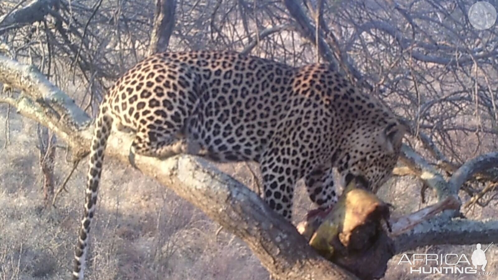 Leopard Tanzania Trail Cam