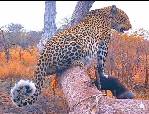 Leopard Tanzania Trail Cam