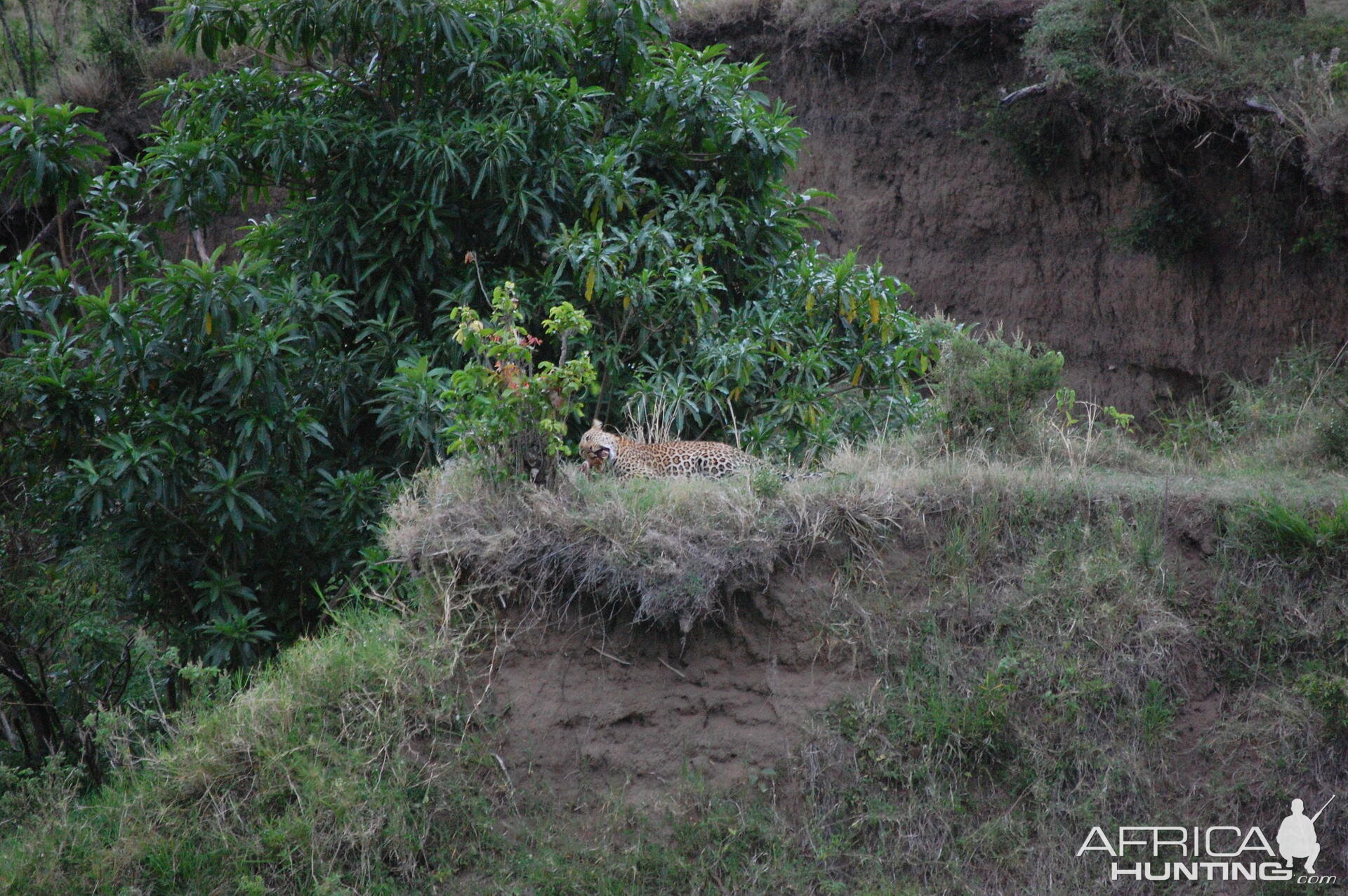 Leopard Tanzania