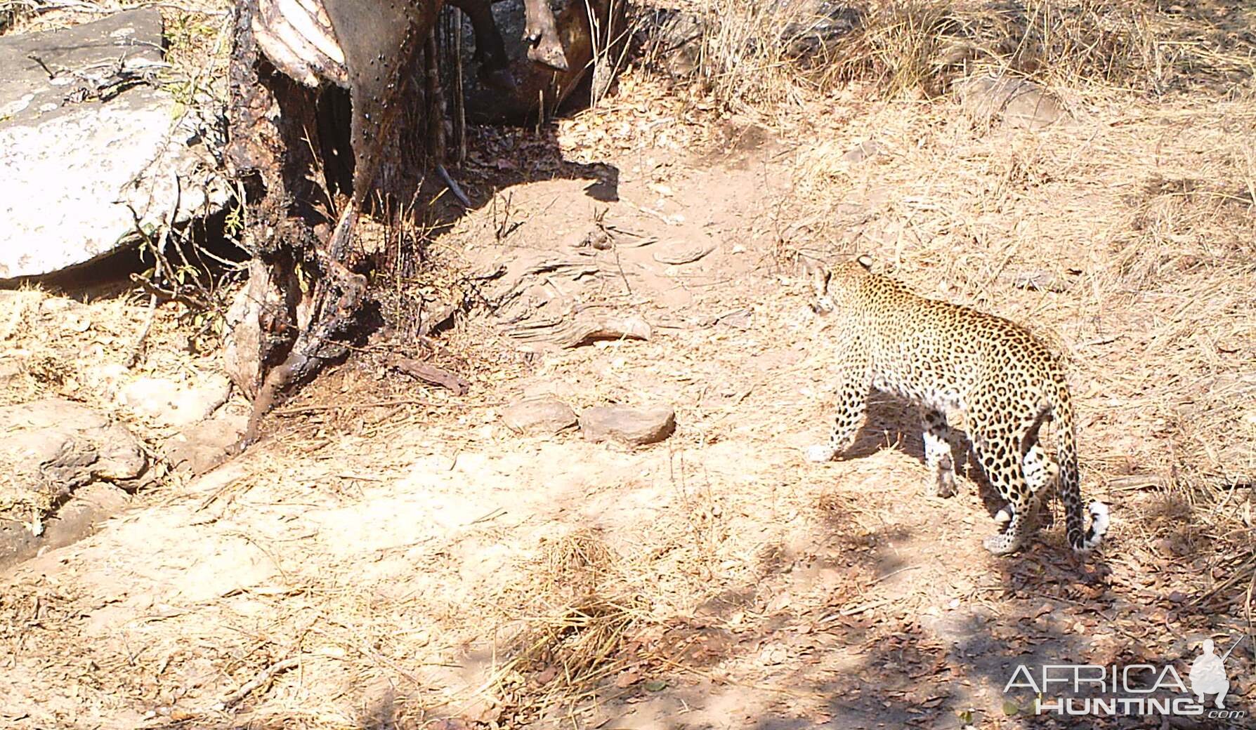 Leopard Tanzania