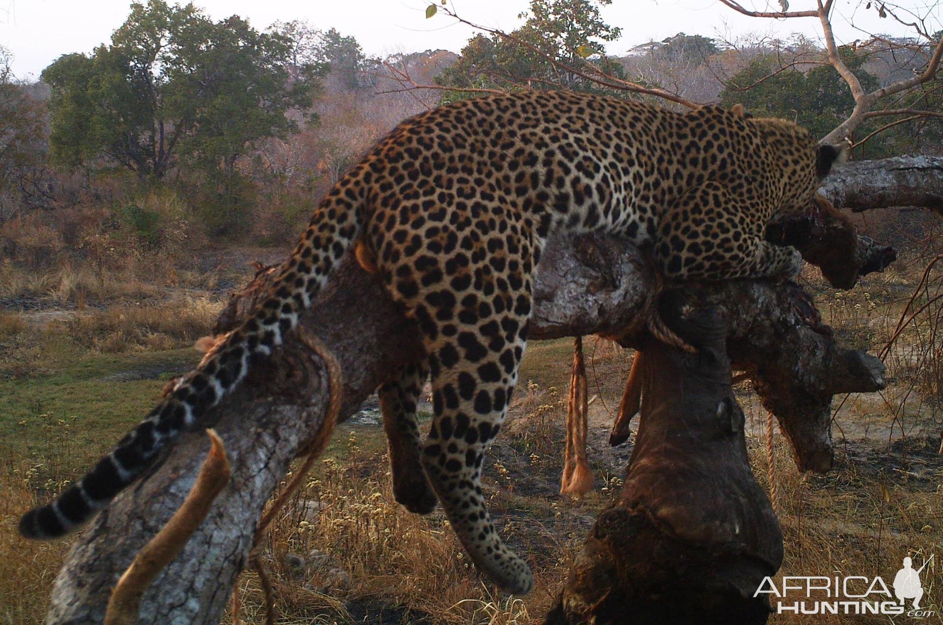 Leopard Tanzania