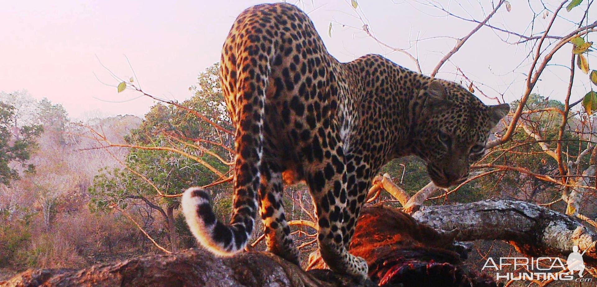 Leopard Tanzania