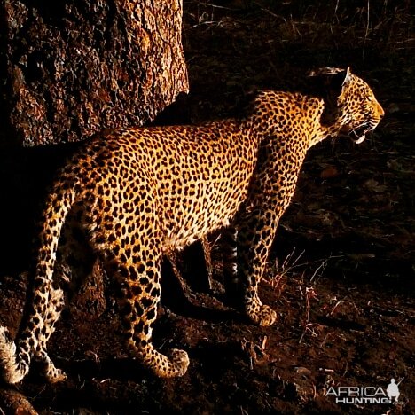 Leopard Tanzania