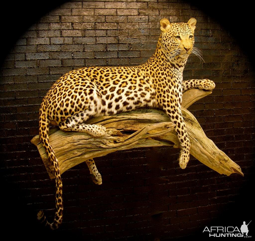 Leopard Taxidermy Mount