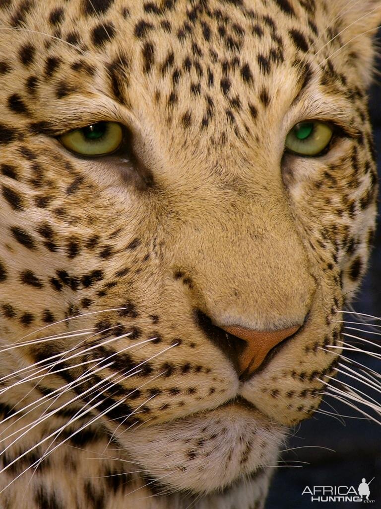 Leopard Taxidermy Mount