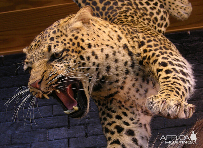 Leopard taxidermy scene by The Artistry of Wildlife