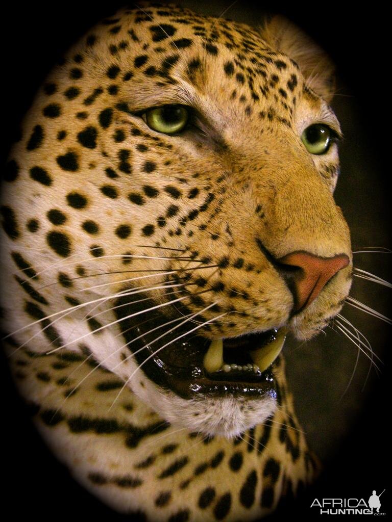 Leopard Taxidermy