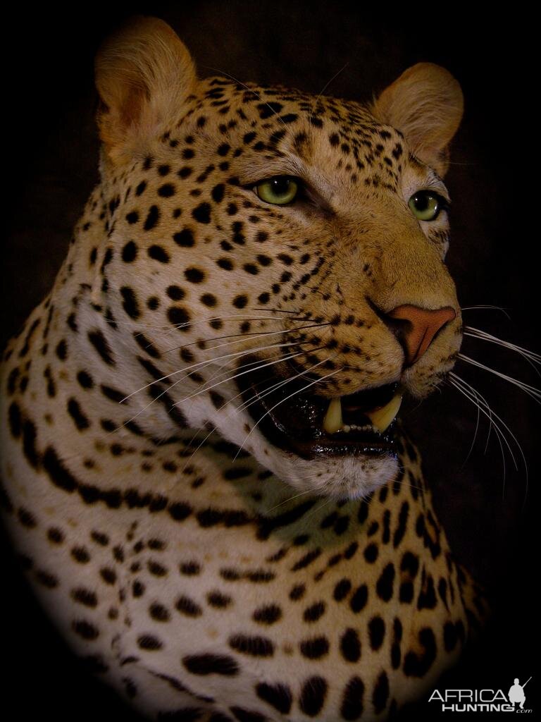 Leopard Taxidermy