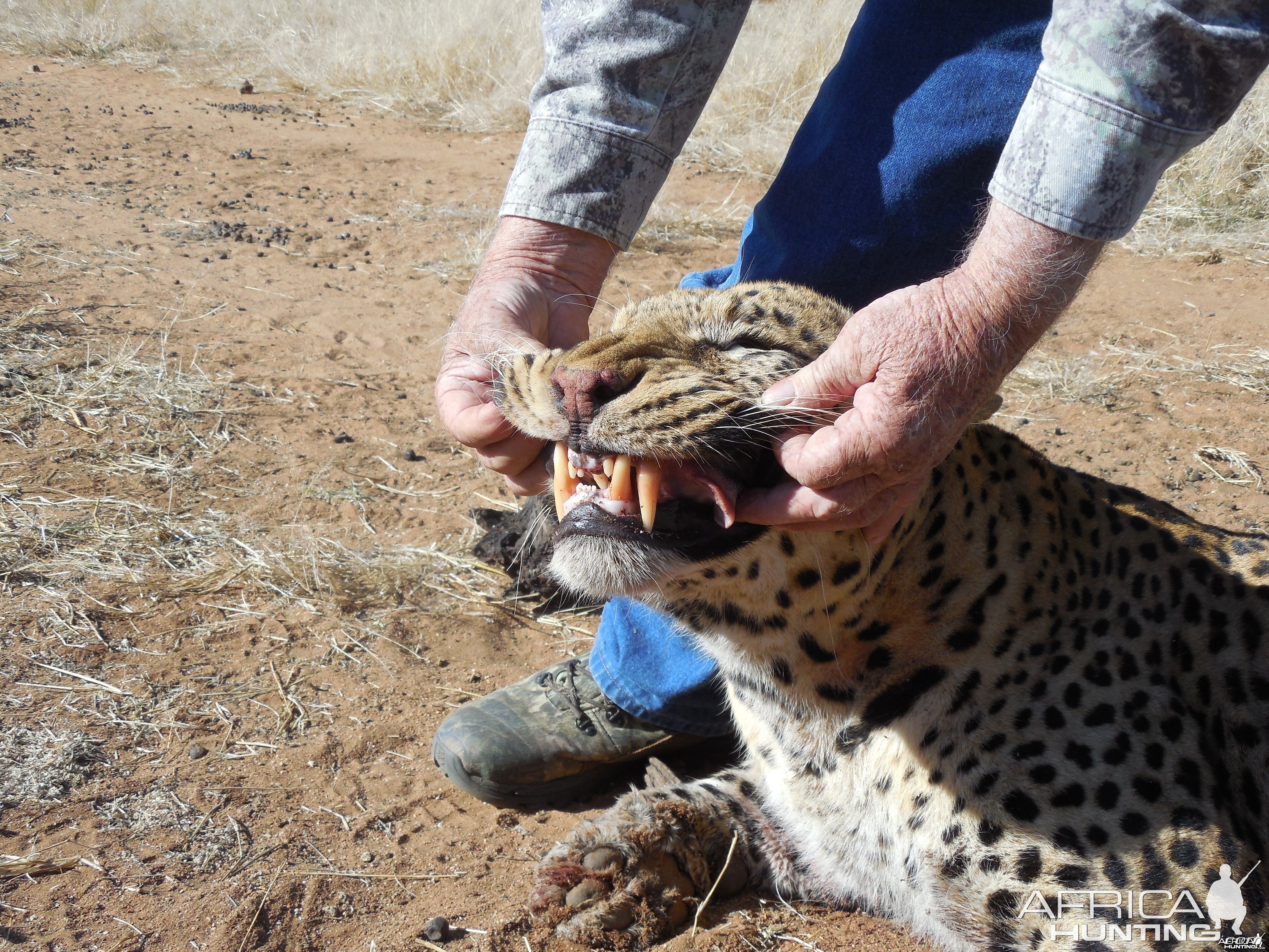 Leopard teeth