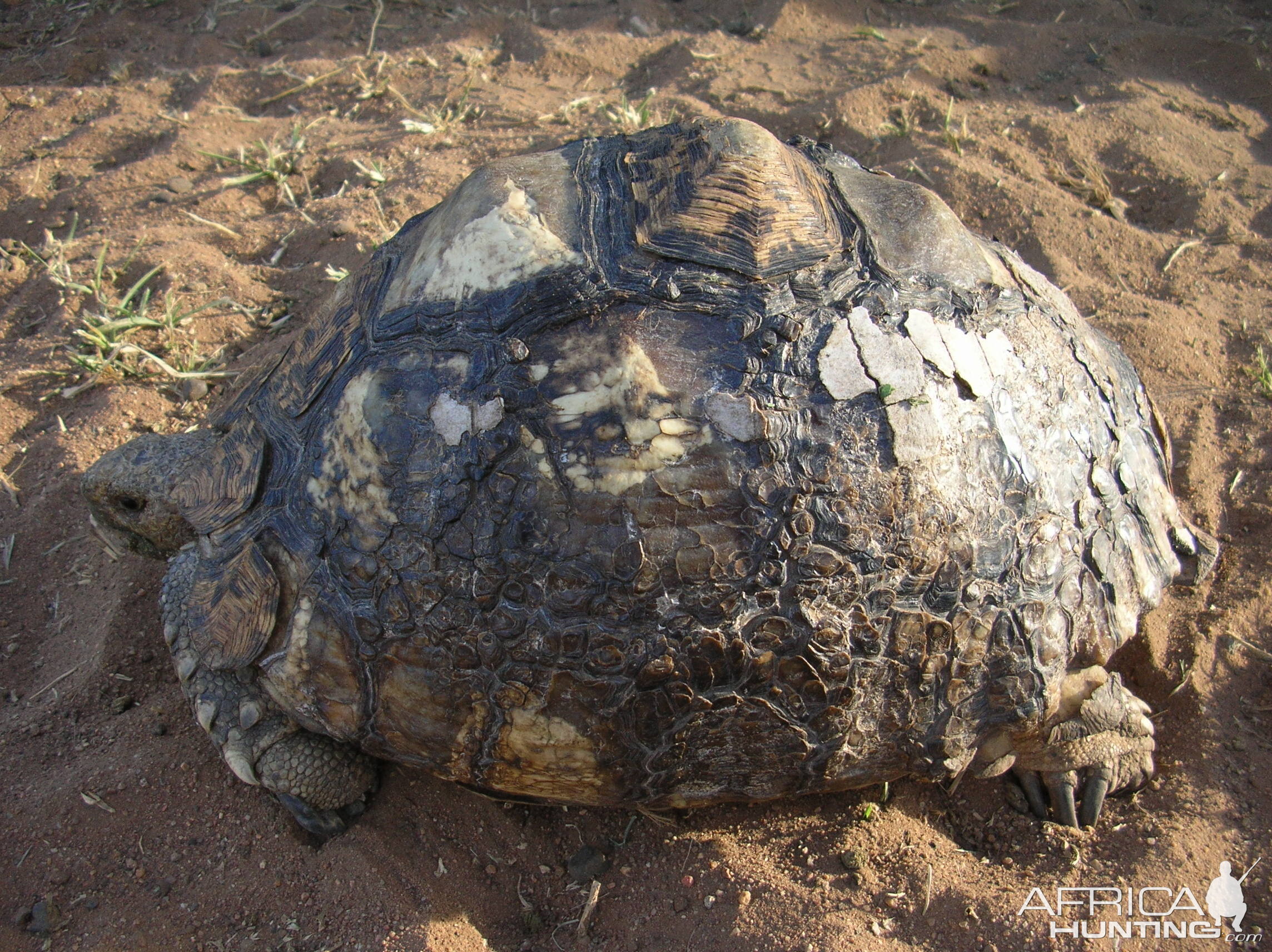 Leopard Tortoise in Namibia