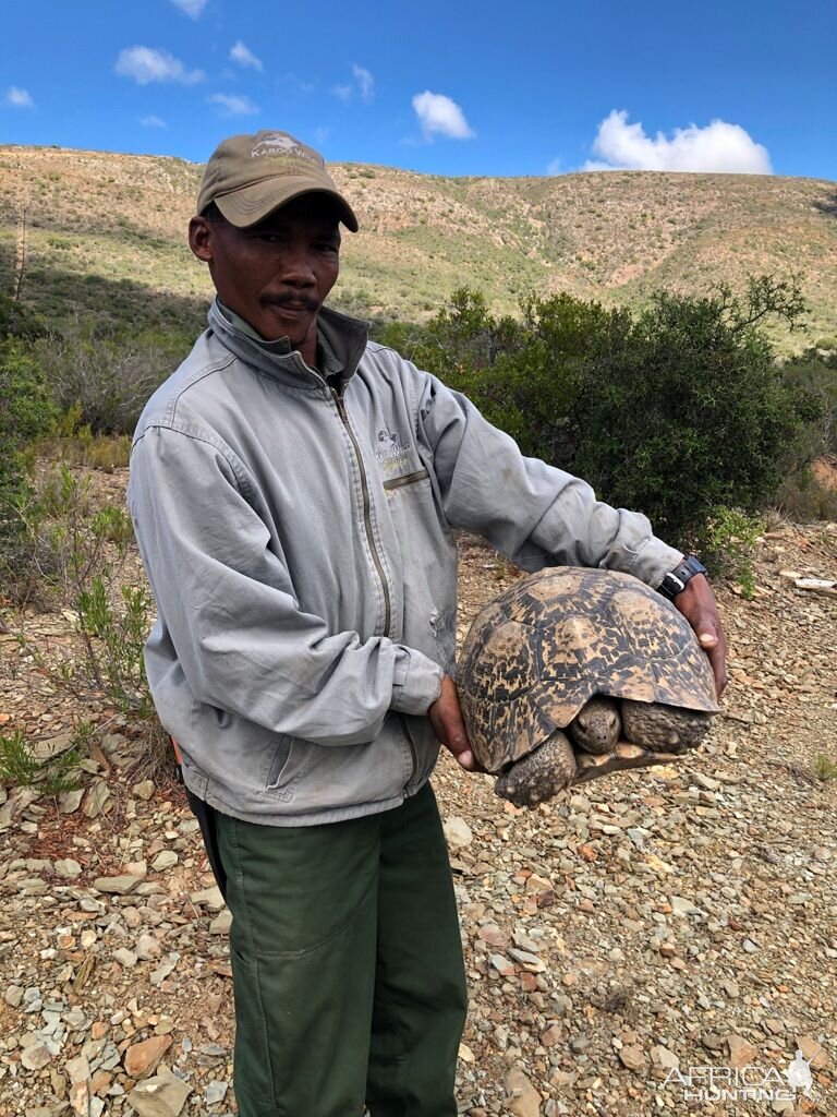 Leopard Tortoise Karoo South Africa