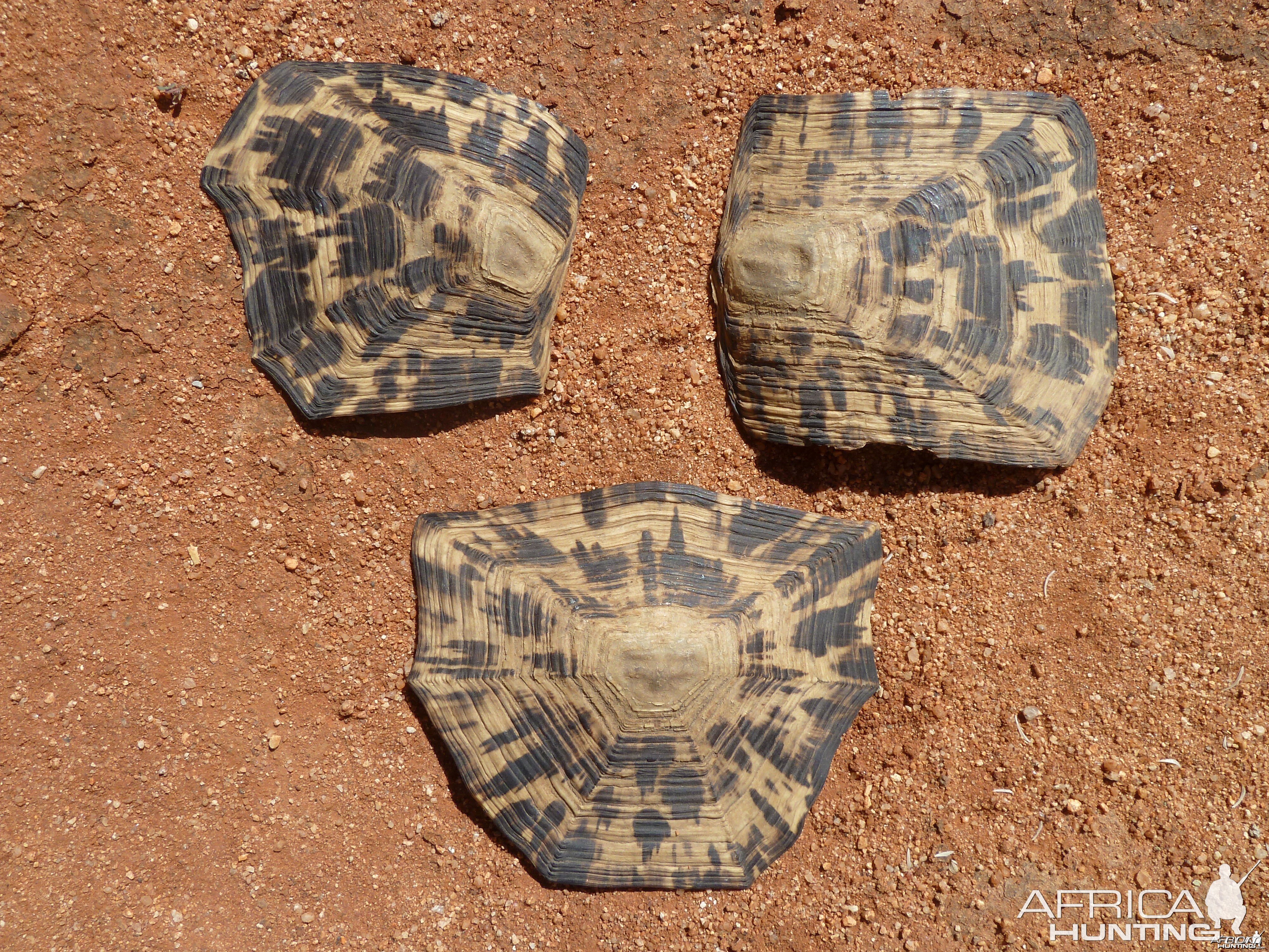 Leopard Tortoise Scales Namibia