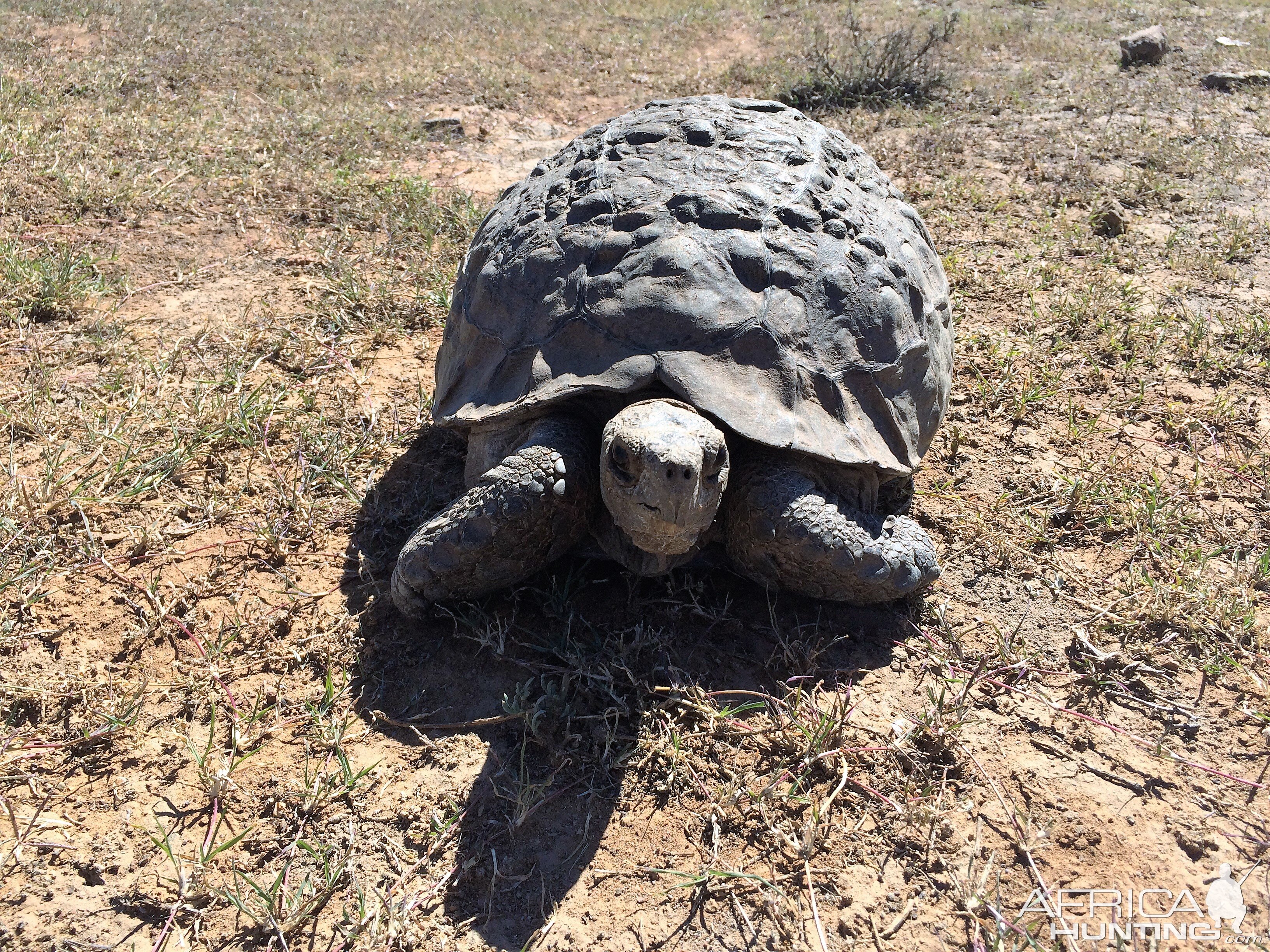 Leopard Tortoise South Africa