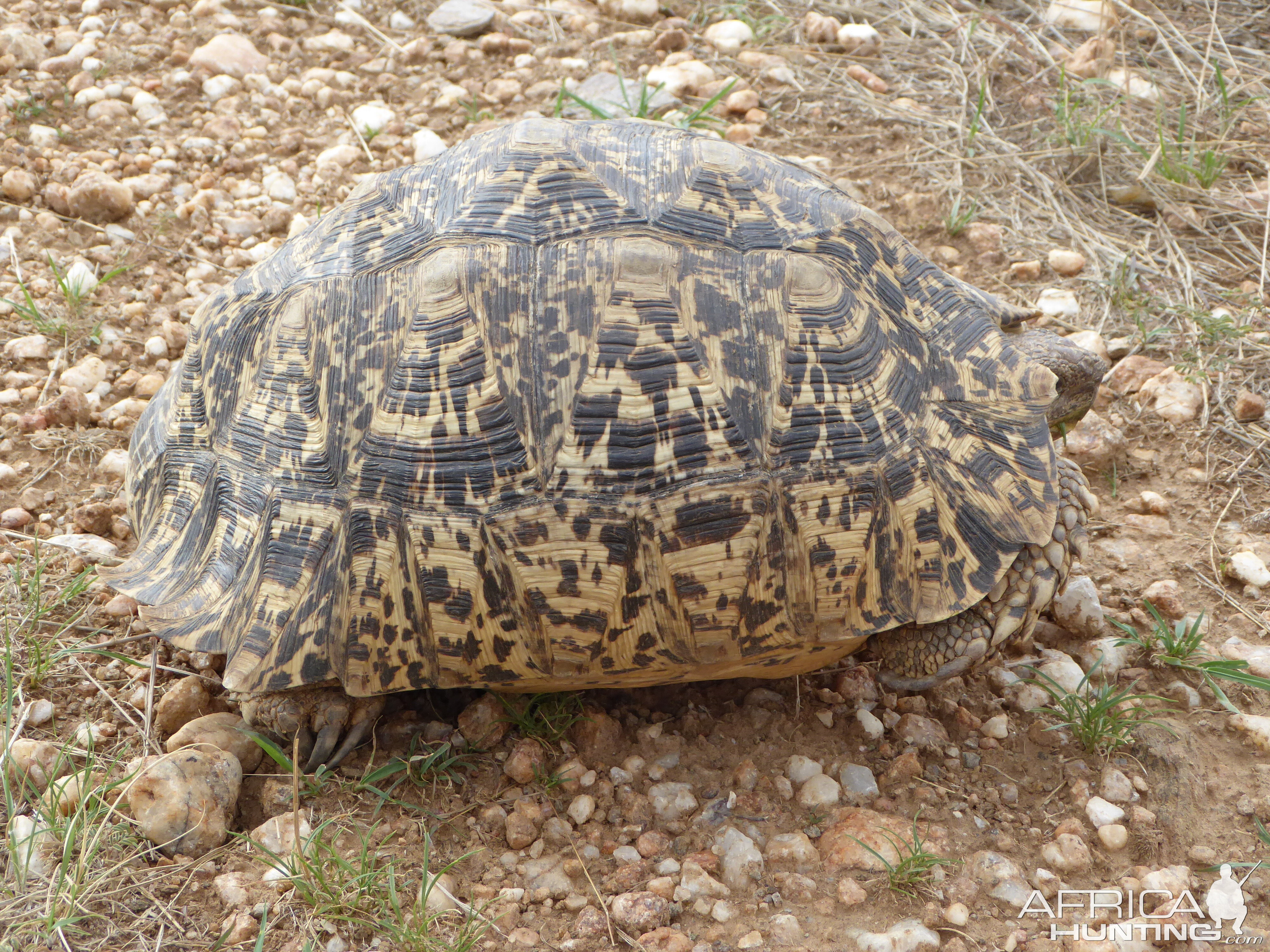 Leopard Tortoise