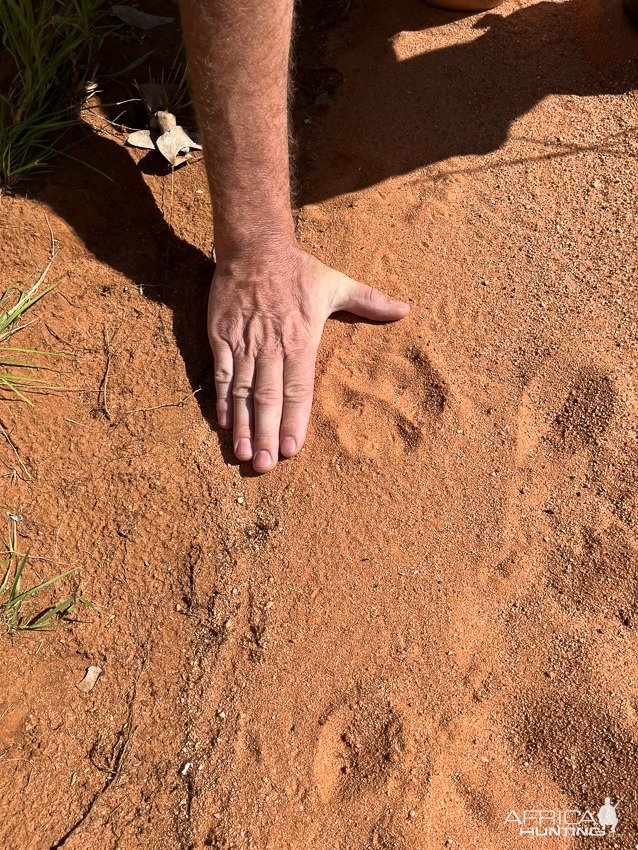 Leopard Track Namibia