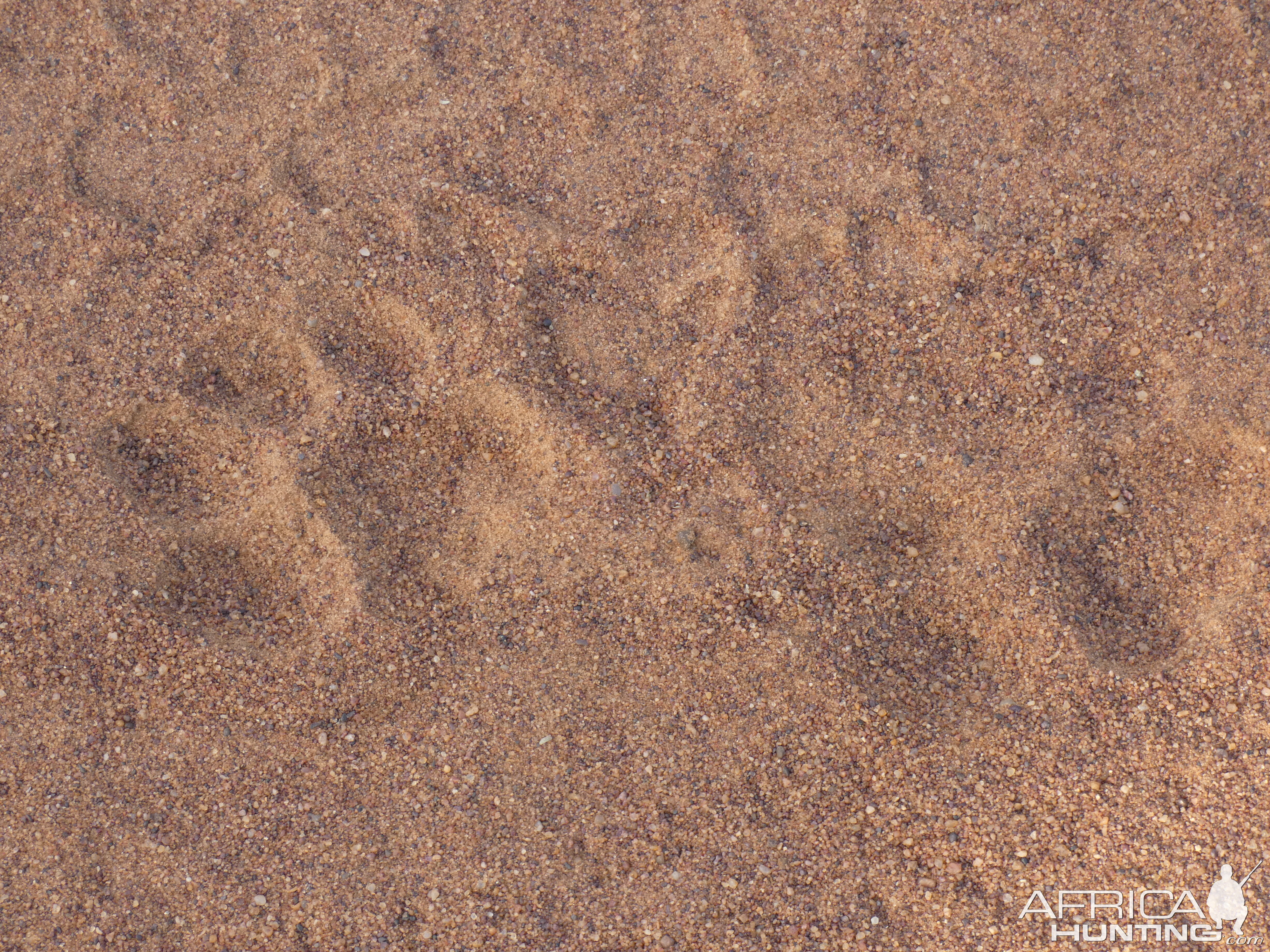 Leopard Track South Africa